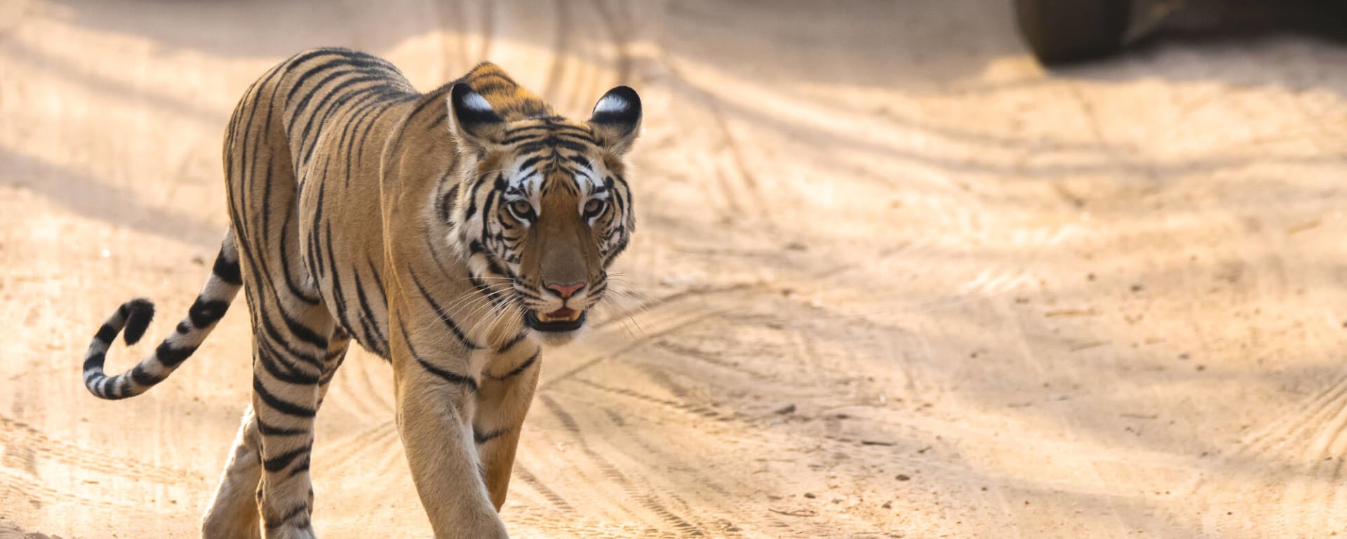Tempel & Tierwelt Nordindiens ab Delhi: Indien Pench Nationalpark Tiger