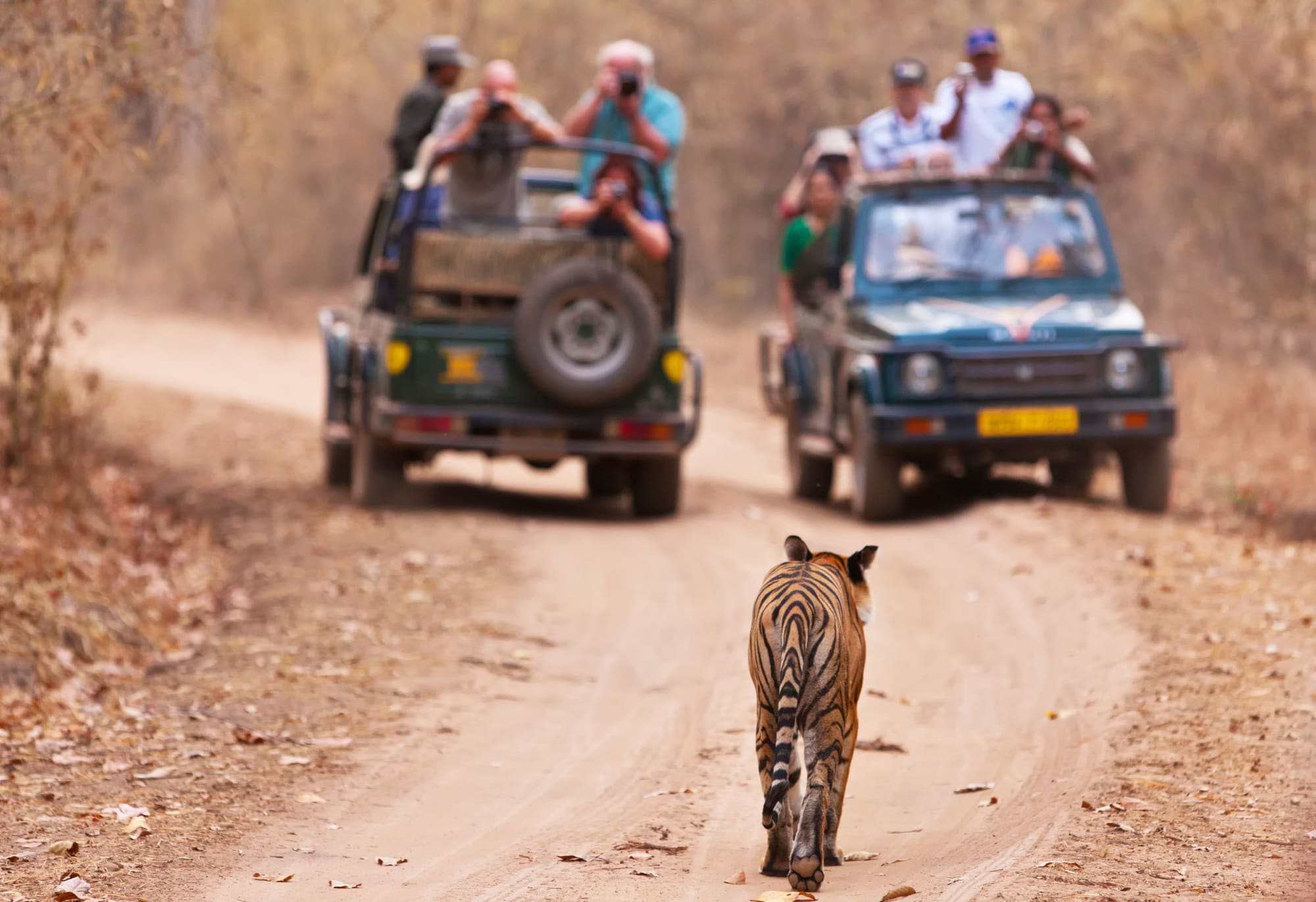 Tempel & Tierwelt Nordindiens ab Delhi: Indien Bandhavgarh Nationalpark Tiger
