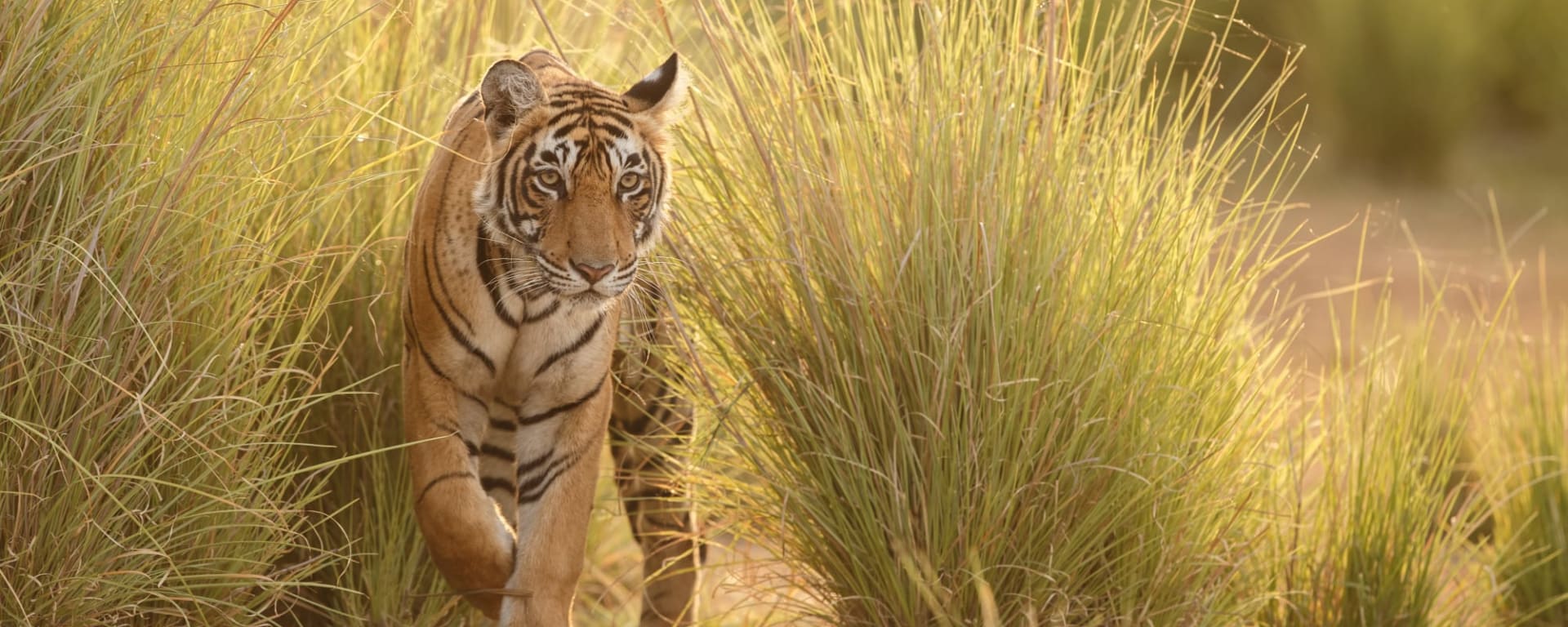 Leopard, Tiger, Nashorn & Co. ab Udaipur & Umgebung: Indien Ranthambhore Nationalpark Tiger