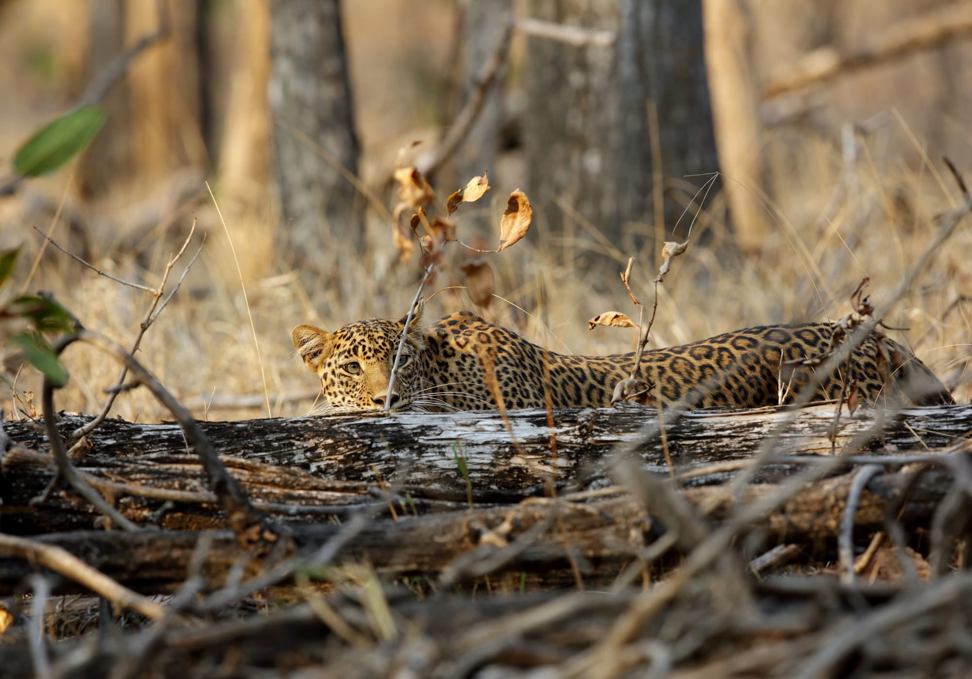 Tempel & Tierwelt Nordindiens ab Delhi: Indien Pench Nationalpark Leopard