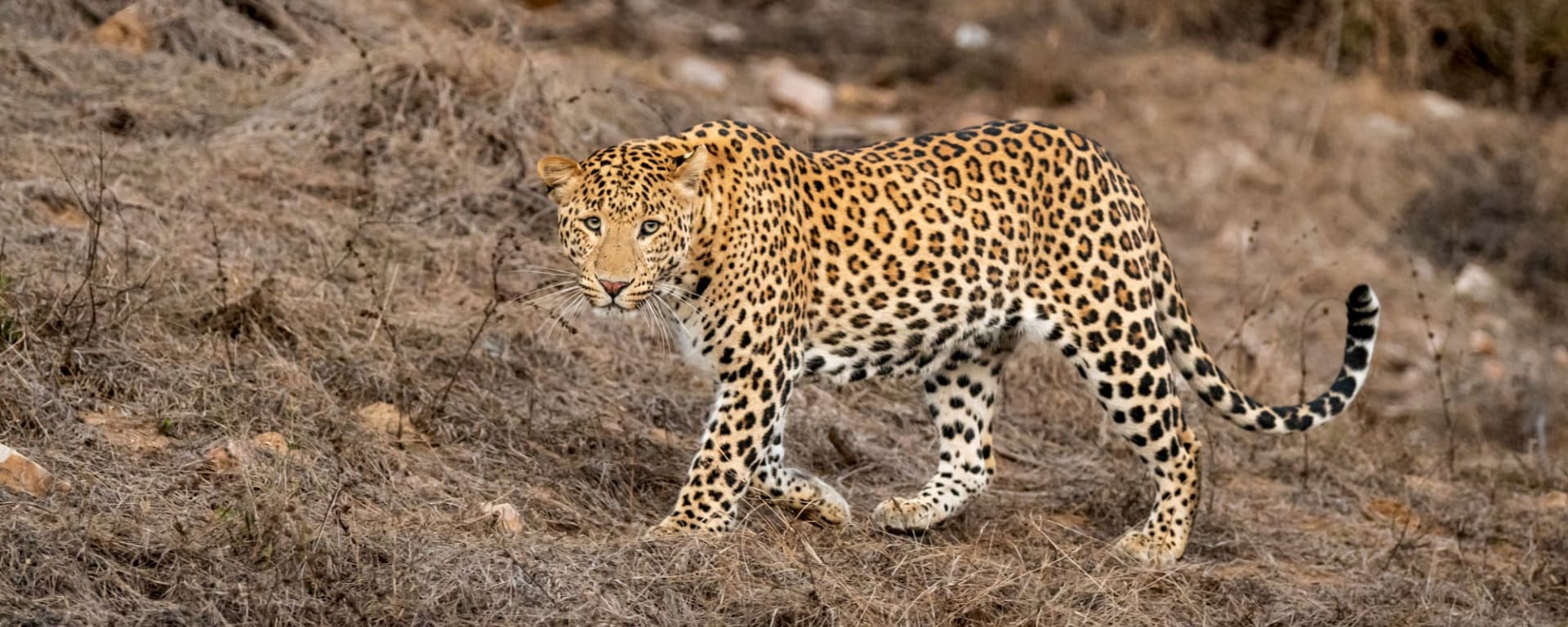 Leopard, Tiger, Nashorn & Co. ab Udaipur & Umgebung: Indien Bera Leopard