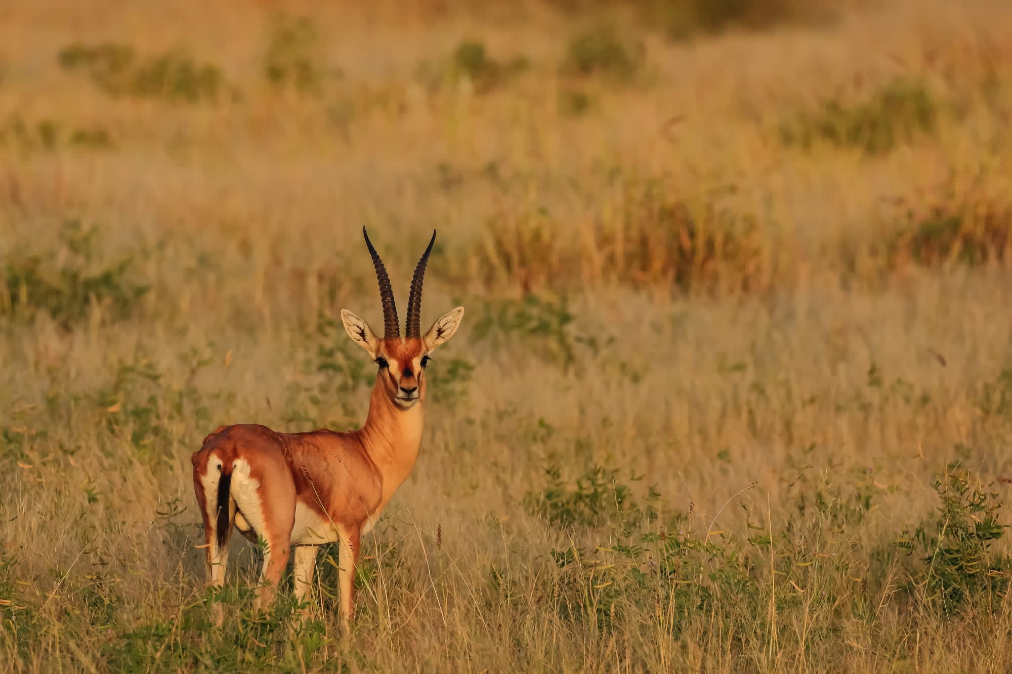 Tempel & Tierwelt Nordindiens ab Delhi: Indien Nationalpark Chinkara