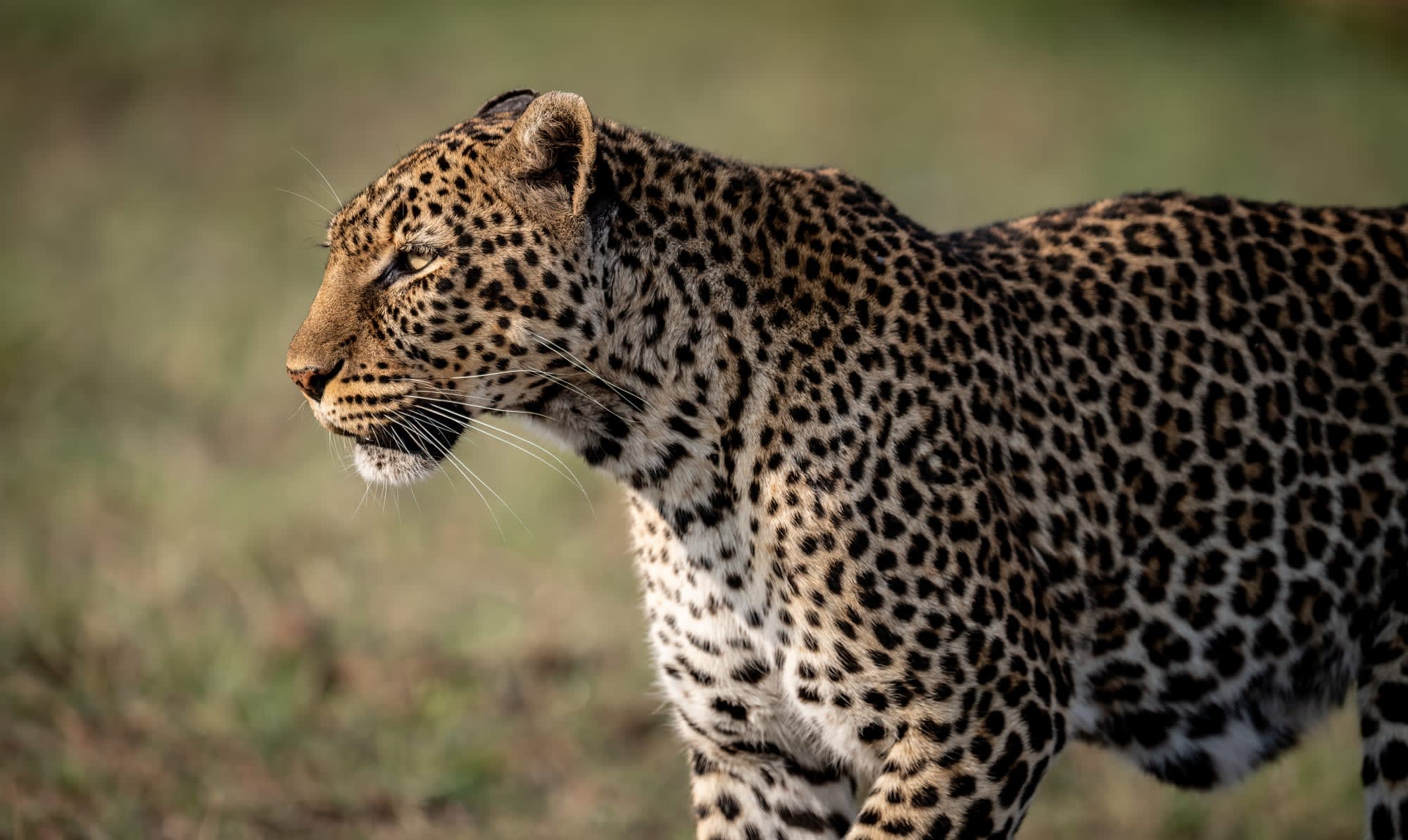 Leopard, Tiger, Nashorn & Co. ab Udaipur & Umgebung: Indien Nationalpark Leopard