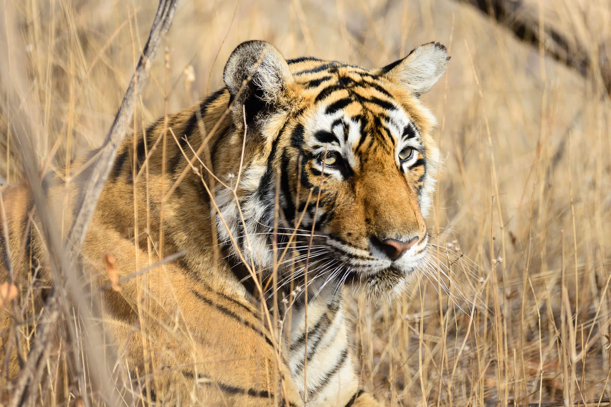 Tempel & Tierwelt Nordindiens ab Delhi: Indien Pench Nationalpark Tiger