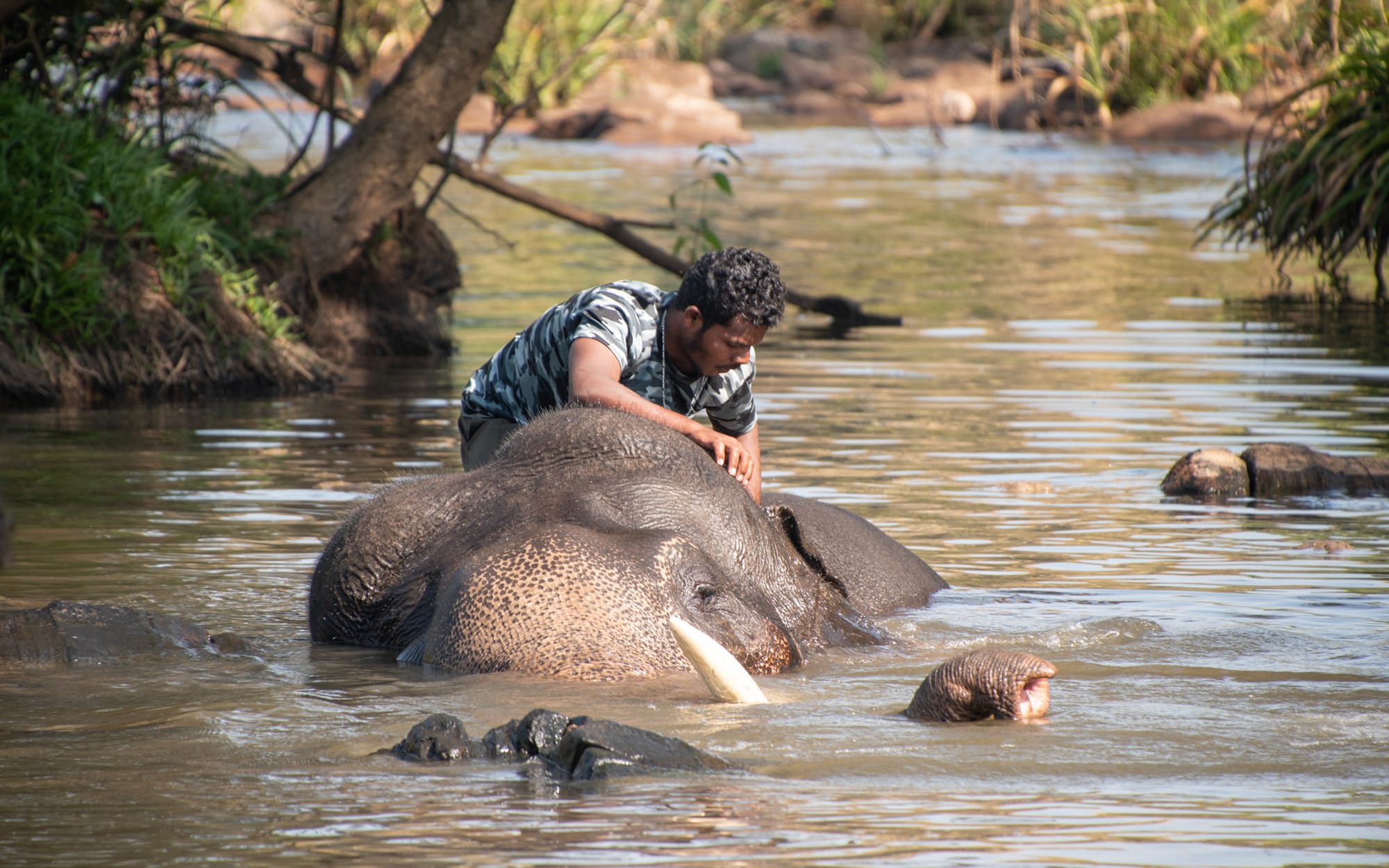 Karnataka mit Evolve Back entdecken ab Karnataka | Bengaluru: activities: Indien Evolve Back - Dubare Elephant Camp