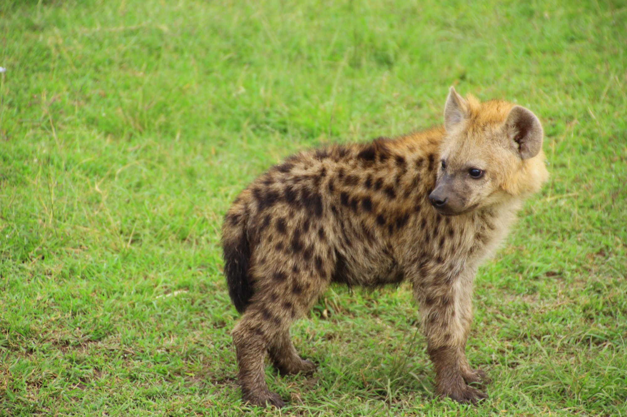 Faszination Kenia ab Nairobi: Kenia Baby Hyaene