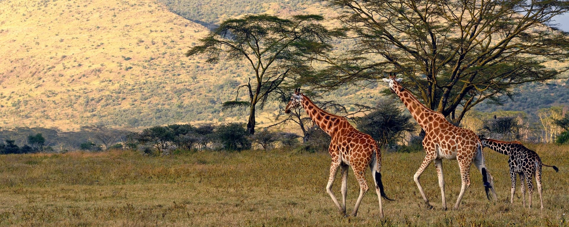 Faszination Kenia ab Nairobi: Kenia Lake Nakuru Nationalpark