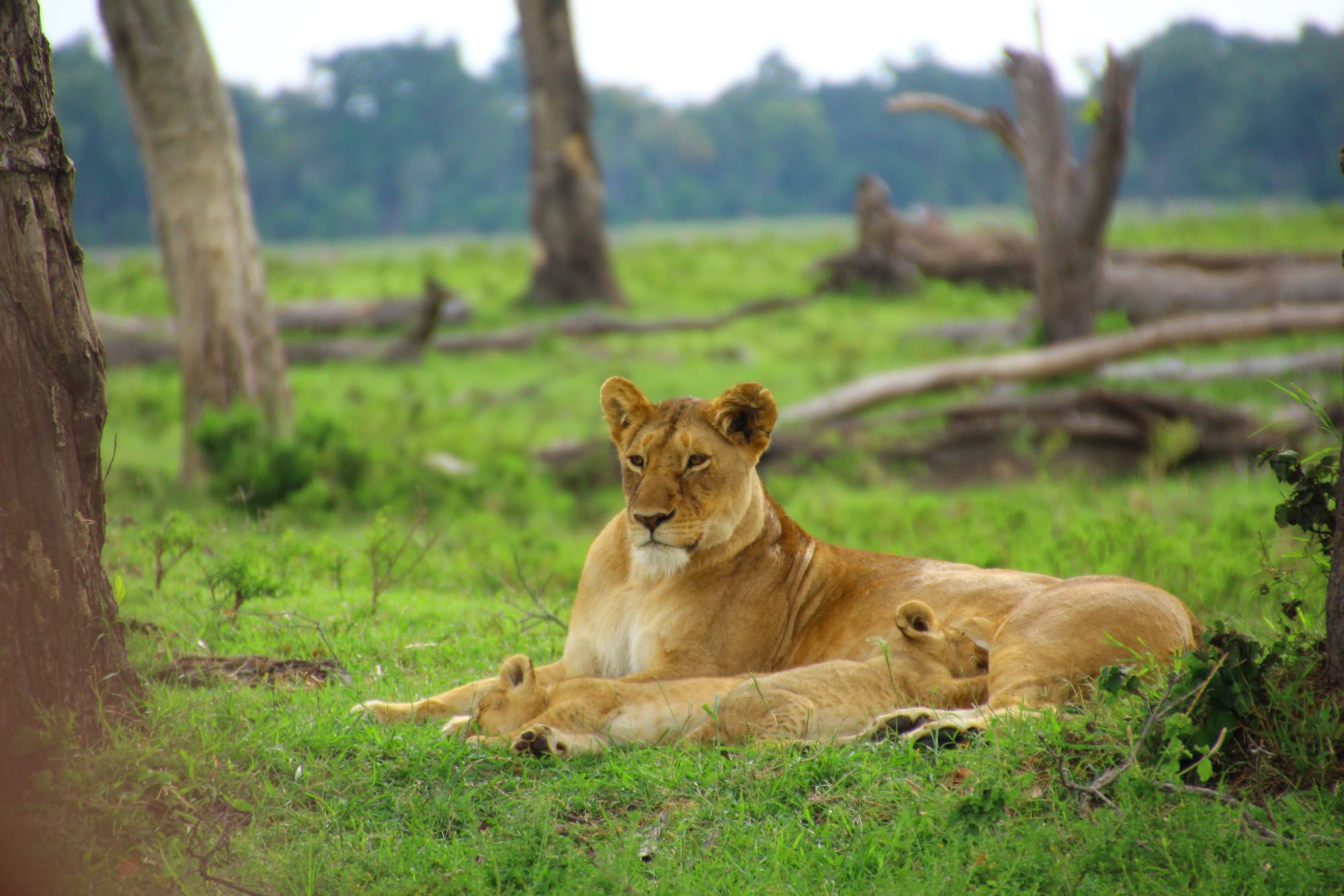 Faszination Kenia ab Nairobi: Kenia Loewin mit Babys