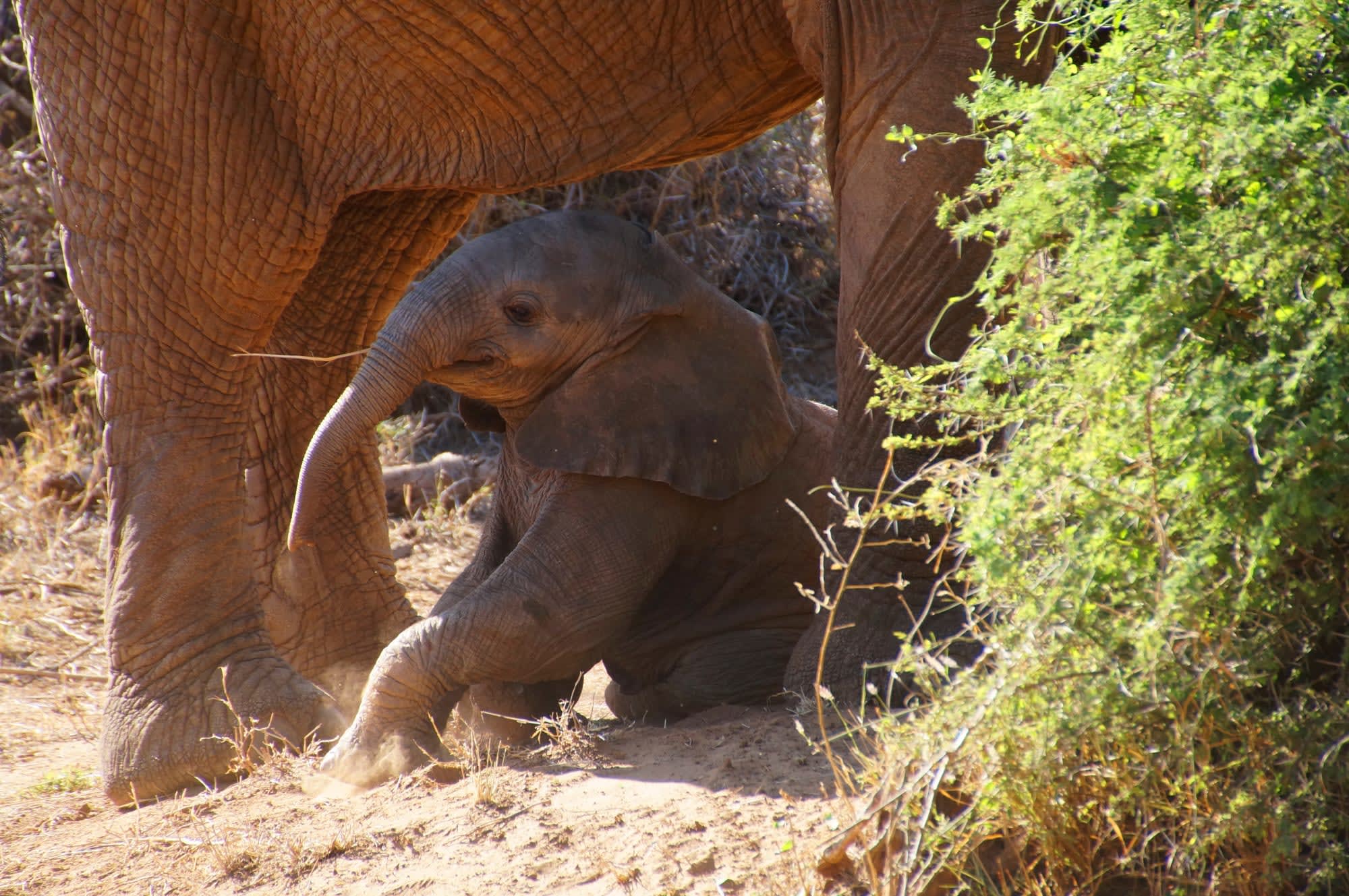 Faszination Kenia ab Nairobi: Kenia Elefant mit Baby