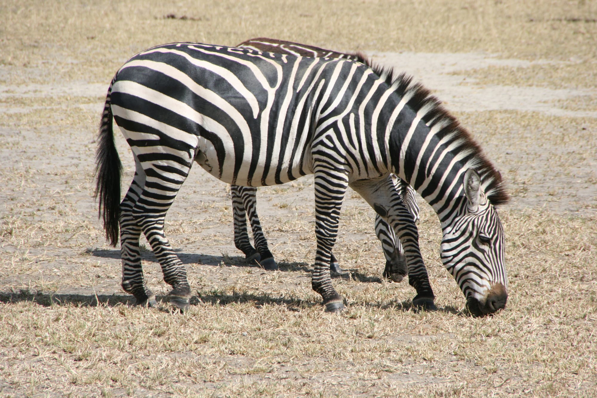 Faszination Kenia ab Nairobi: Kenia Zebras