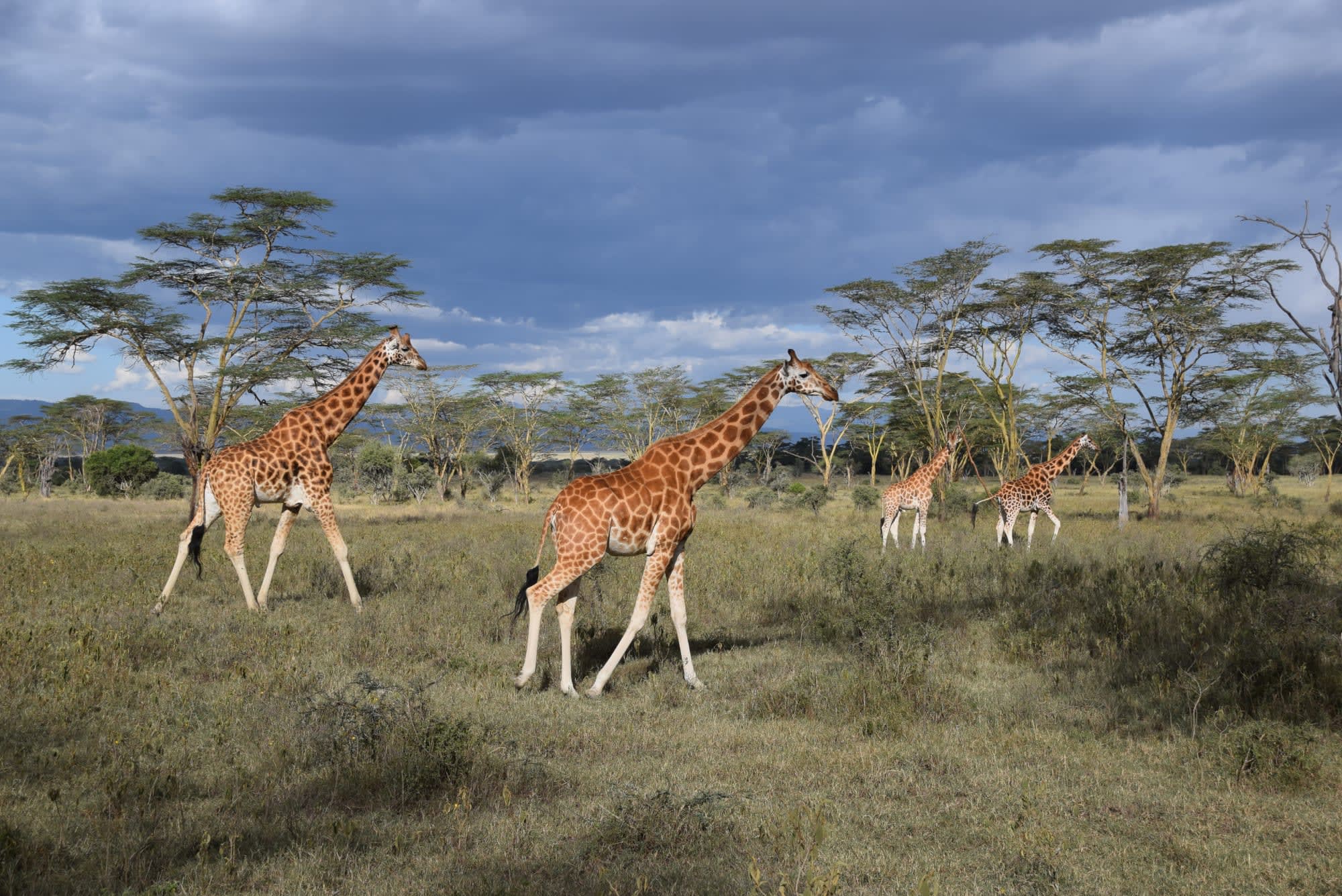 Faszination Kenia ab Nairobi: Kenia Giraffenherde