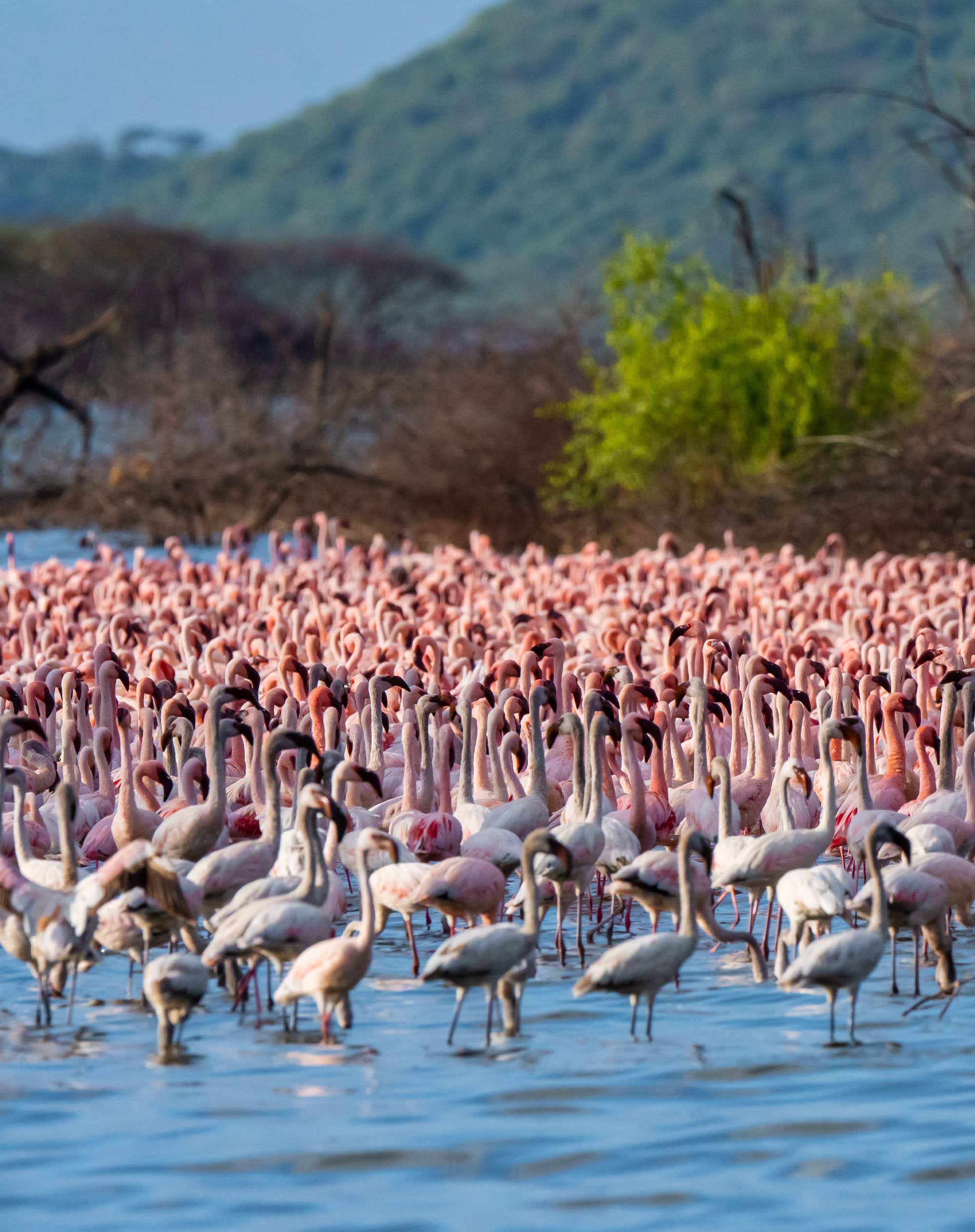 Faszination Kenia ab Nairobi: Kenia Flamingos