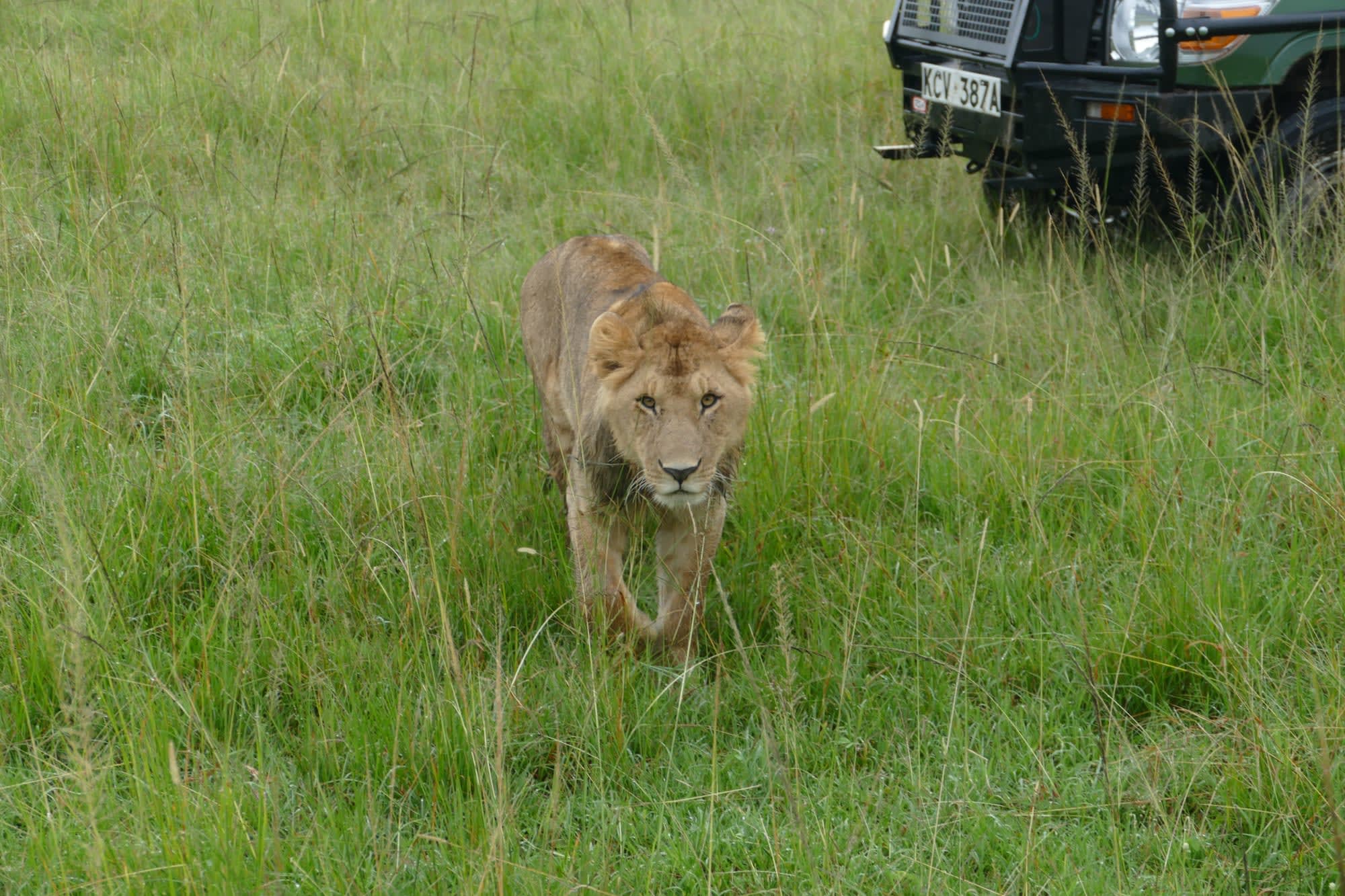 Faszination Kenia ab Nairobi: Kenia Safari Loewe