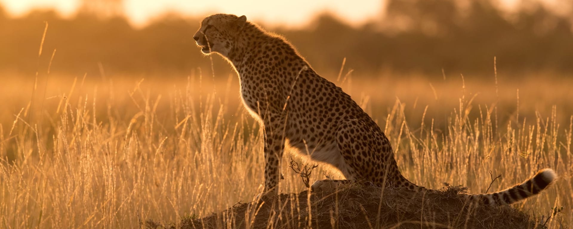 Höhepunkte Kenias ab Nairobi: Kenia Gepard