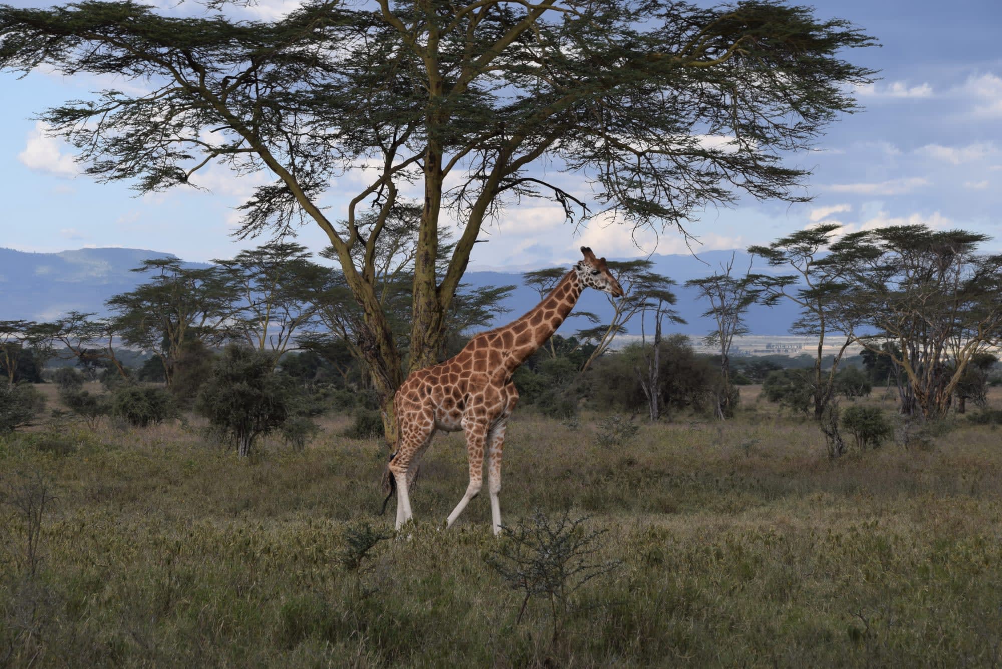 Faszination Kenia ab Nairobi: Kenia Savanne Giraffe