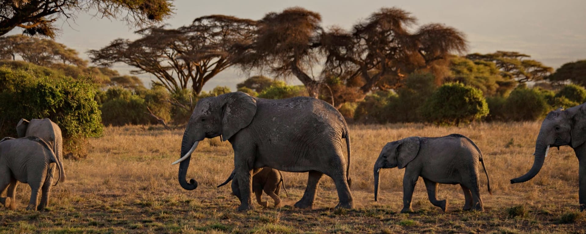 Höhepunkte Kenias ab Nairobi: Kenia Elefantenherde