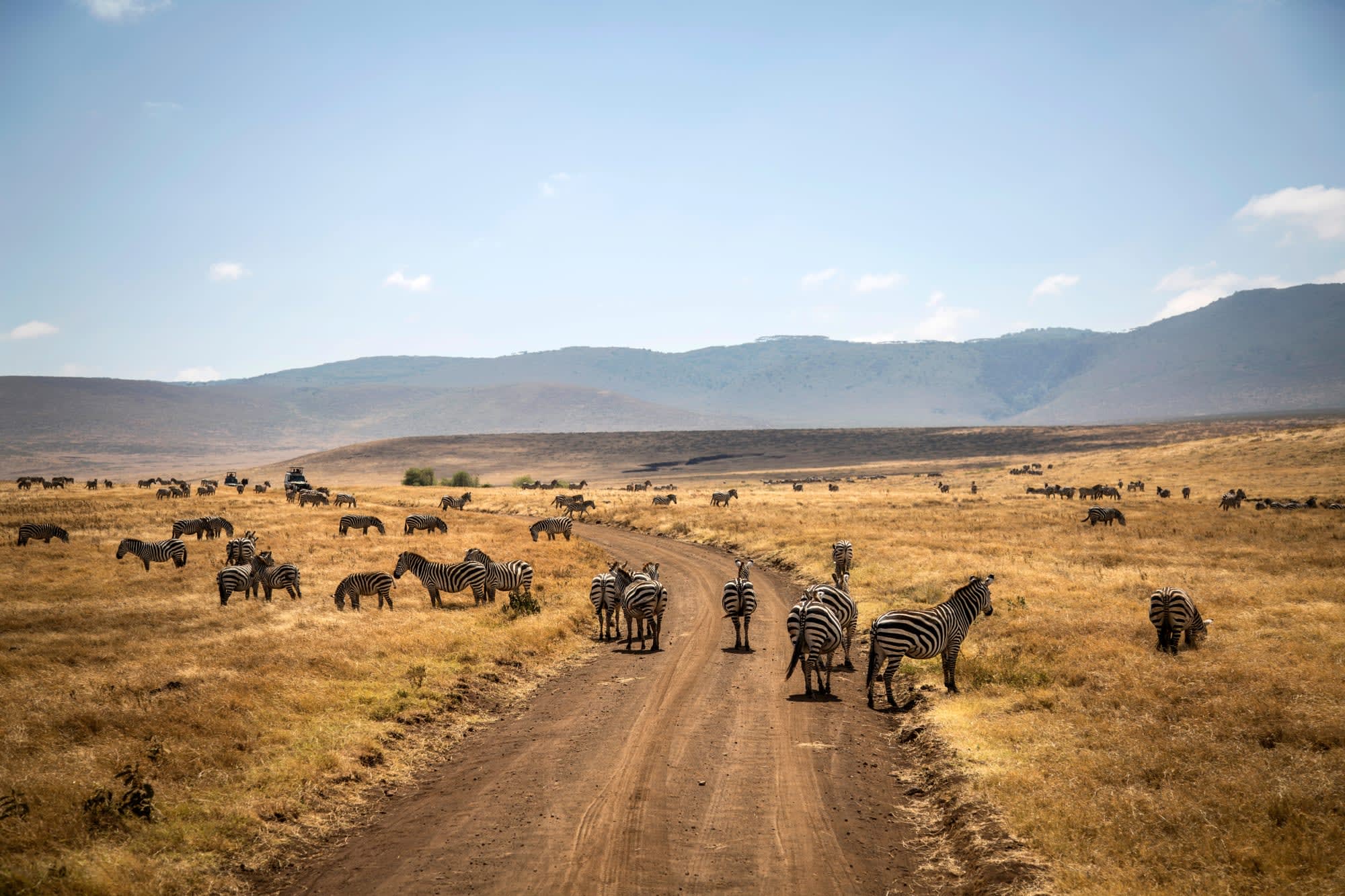 Faszination Kenia ab Nairobi: Kenia Savanne mit Zebras