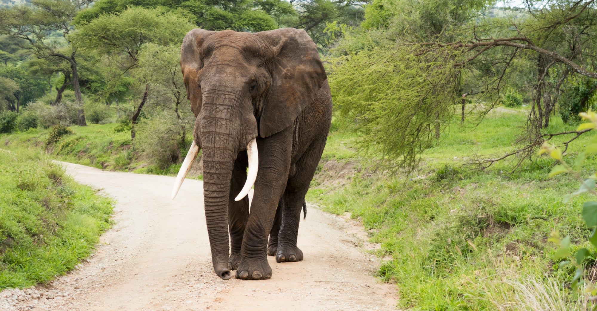 Höhepunkte Kenias ab Nairobi: Kenia Elefant