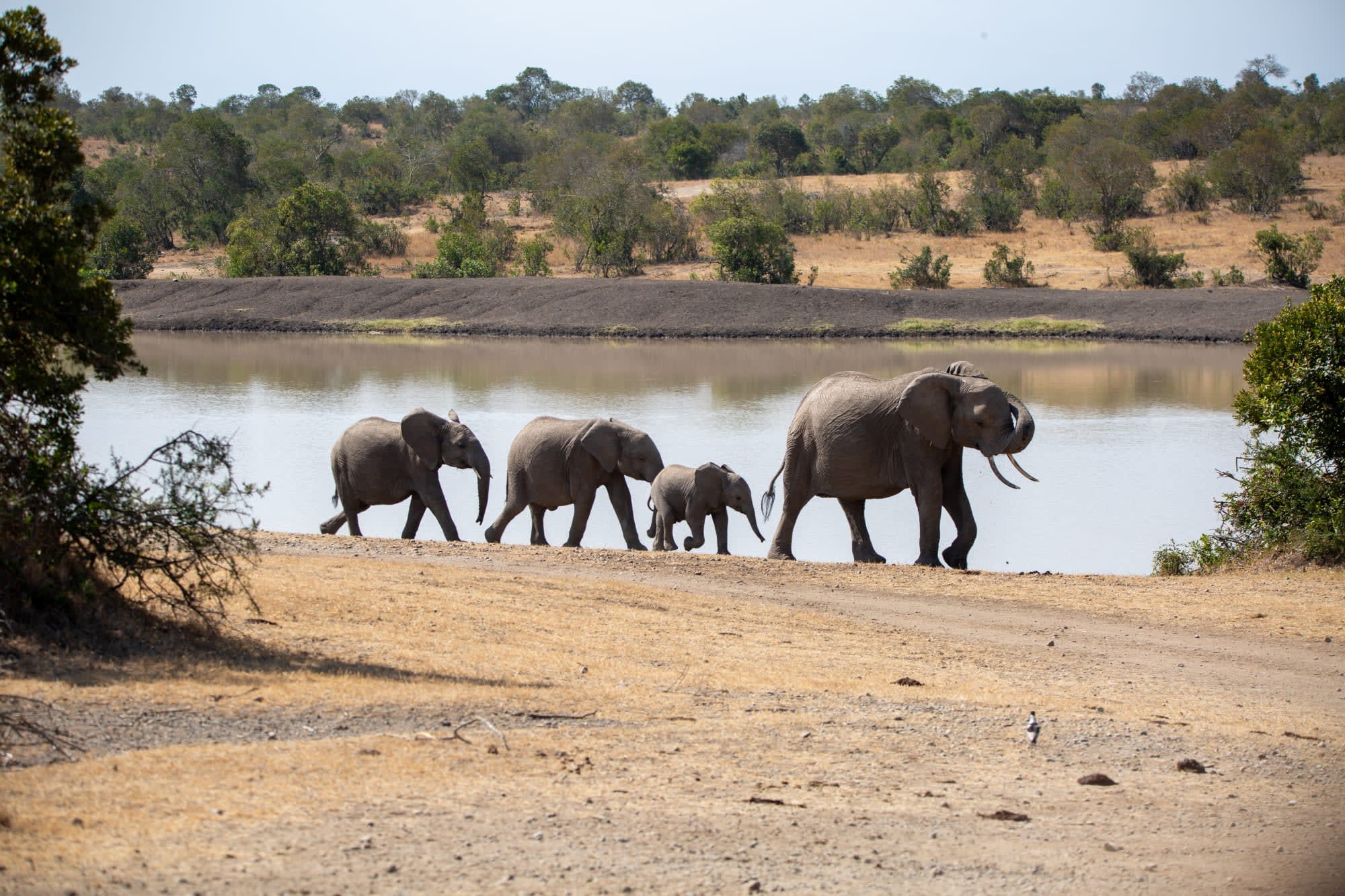 Höhepunkte Kenias ab Nairobi: Kenia Elefanten