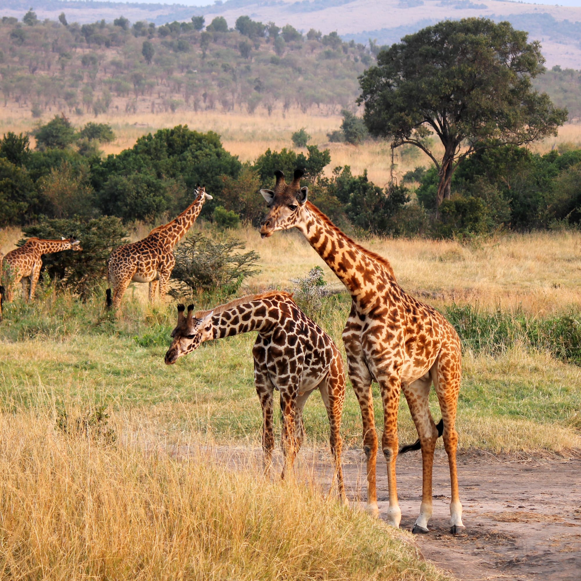 Höhepunkte Kenias ab Nairobi: Kenia Masai Mara Giraffe