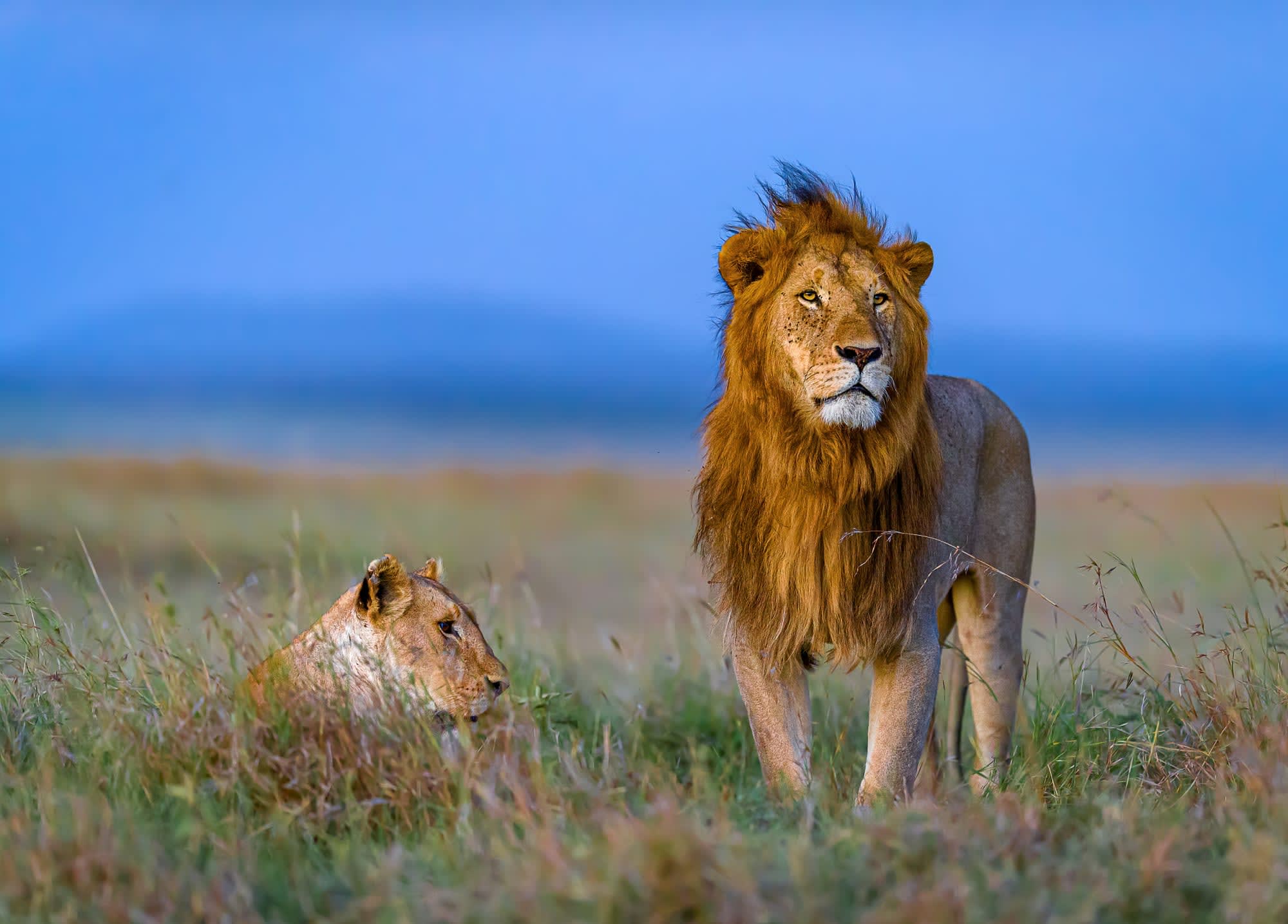 Höhepunkte Kenias ab Nairobi: Kenia Loewe