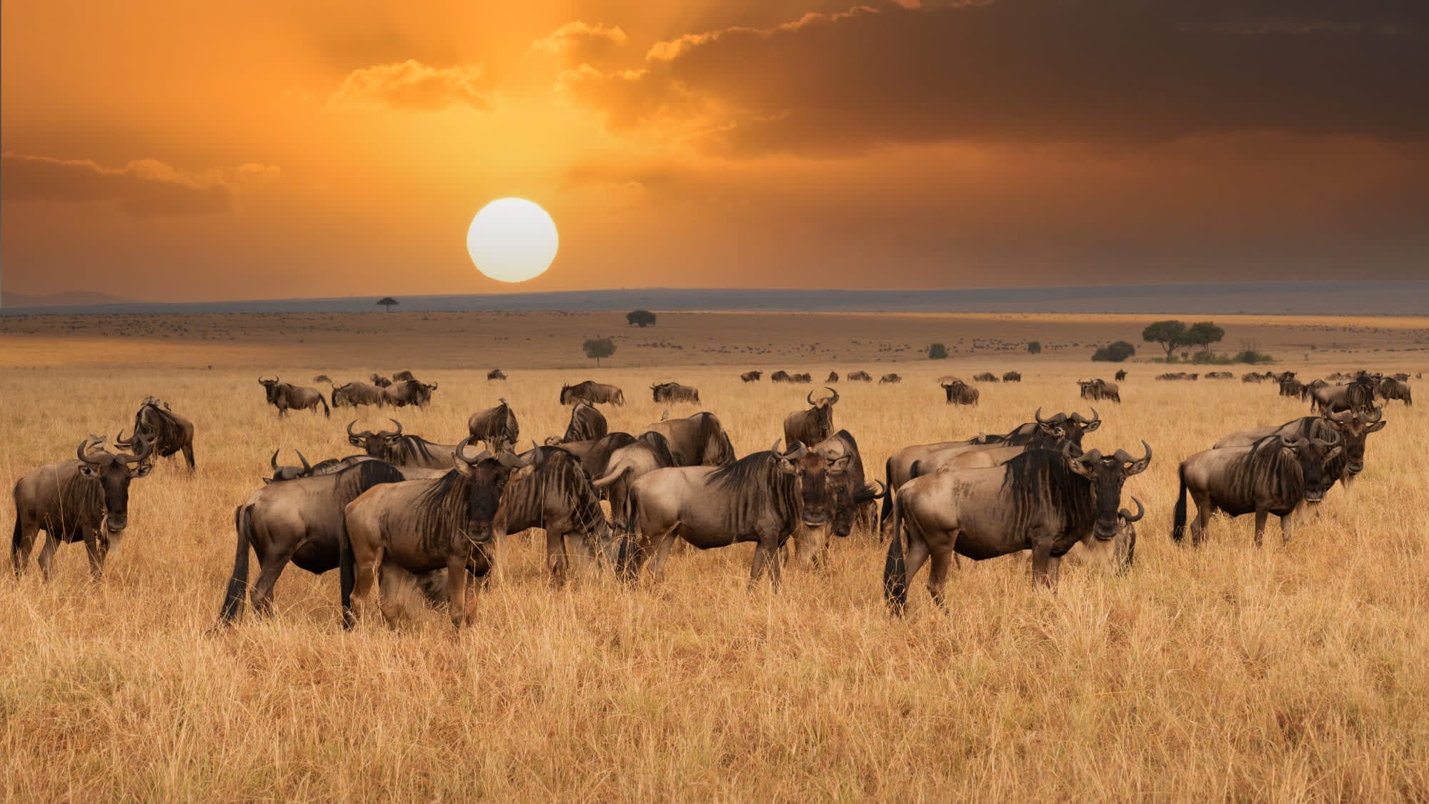 Höhepunkte Kenias ab Nairobi: Kenia Masai Mara