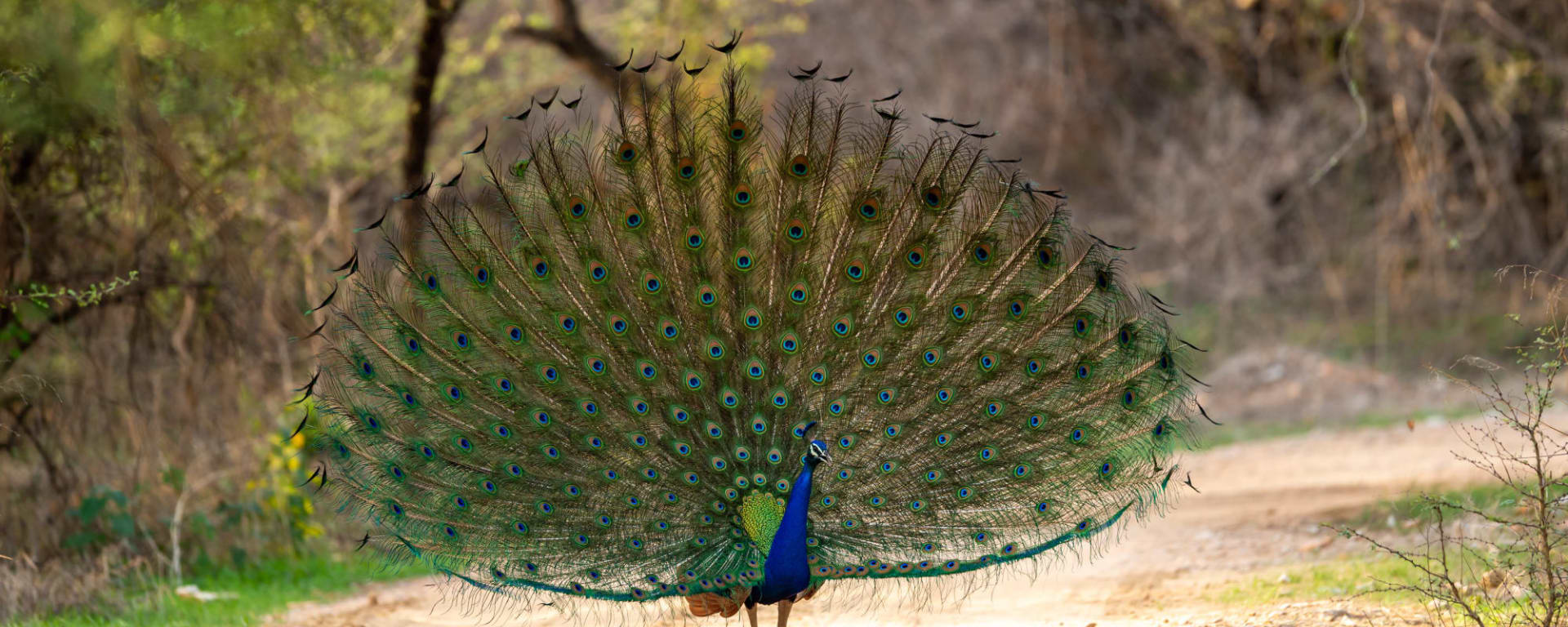 Auf den Spuren der Tiger ab Jaipur & Umgebung: Indien Ranthambore Nationalpark Pfau