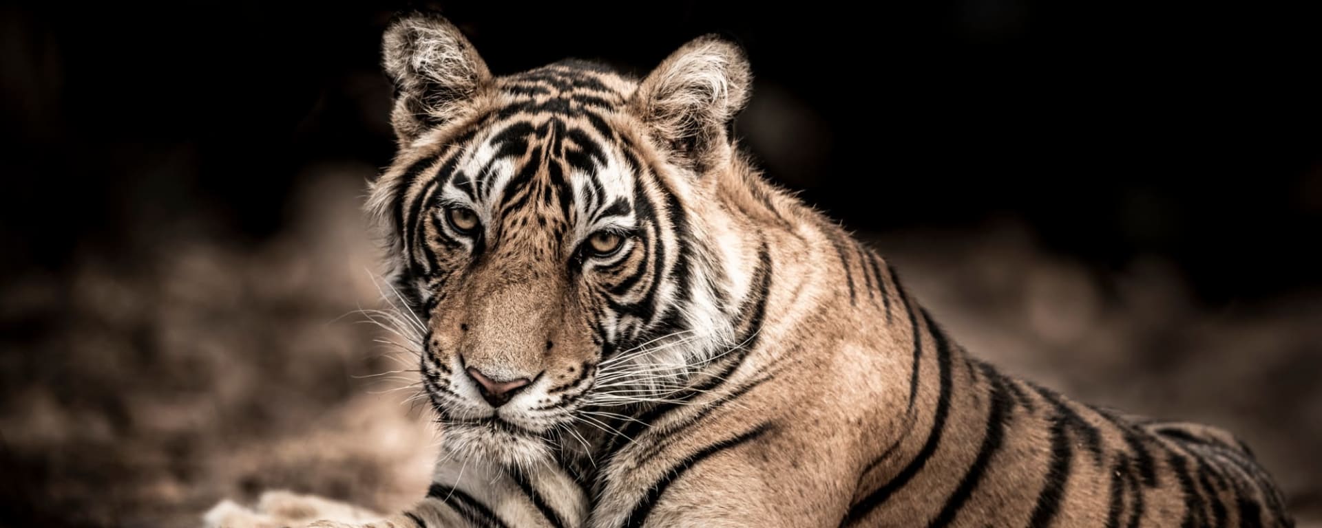 Auf den Spuren der Tiger ab Jaipur & Umgebung: Indien Ranthambore Nationalpark Tiger