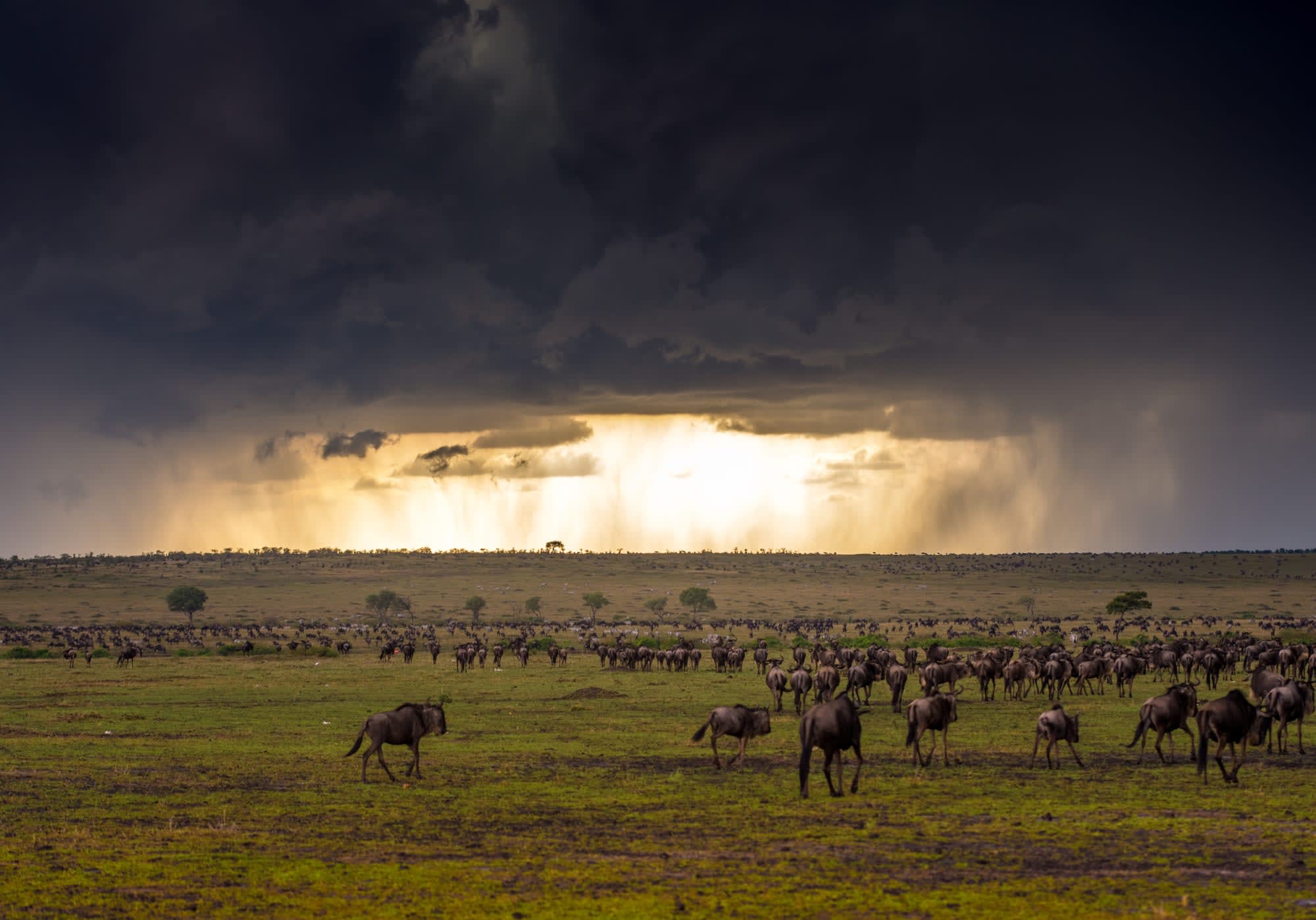 Höhepunkte Kenias ab Nairobi: Kenia Masai Mara Gnus