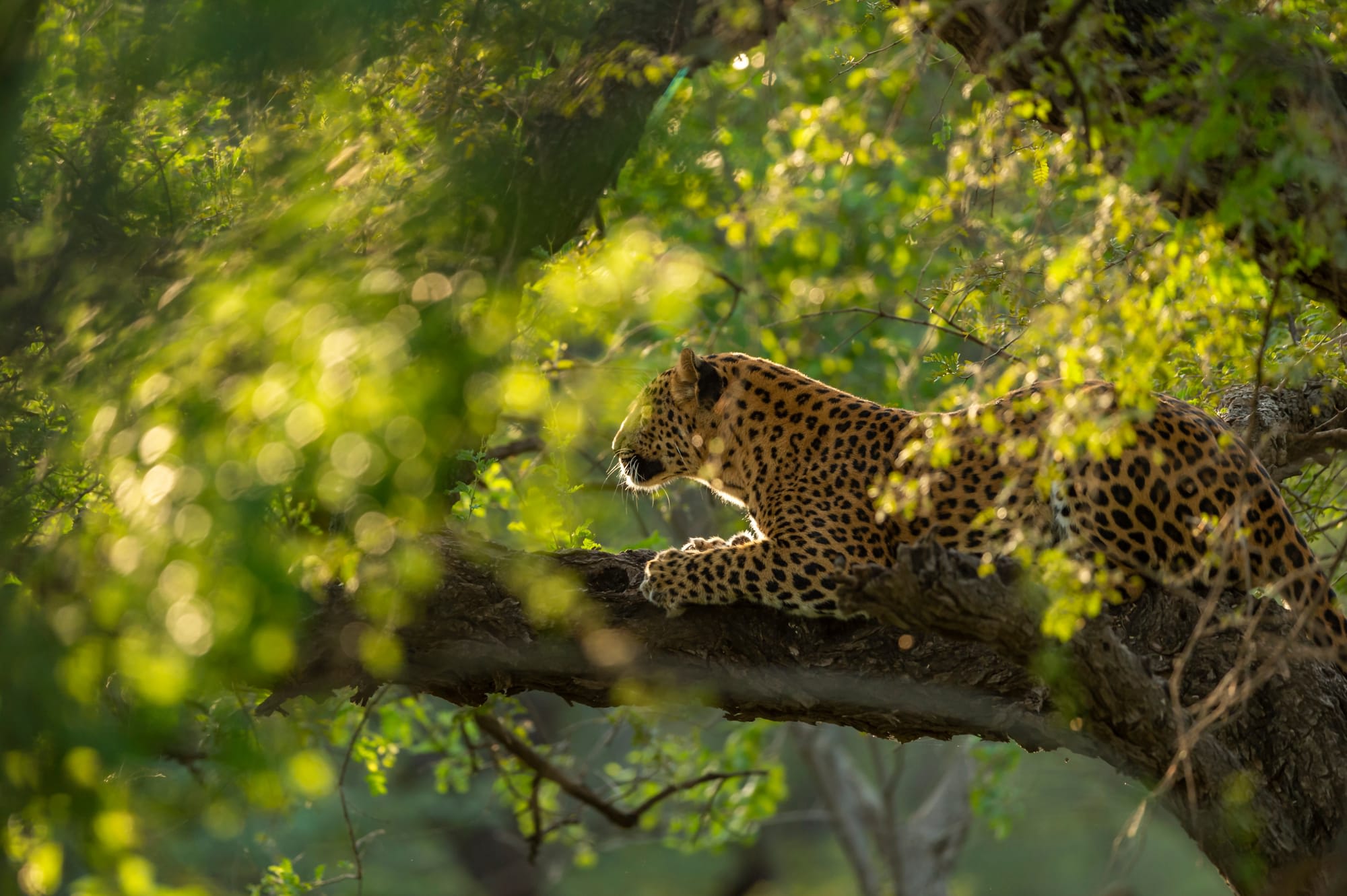 Auf den Spuren der Tiger ab Jaipur & Umgebung: Indien Ranthambore Nationalpark Leopard