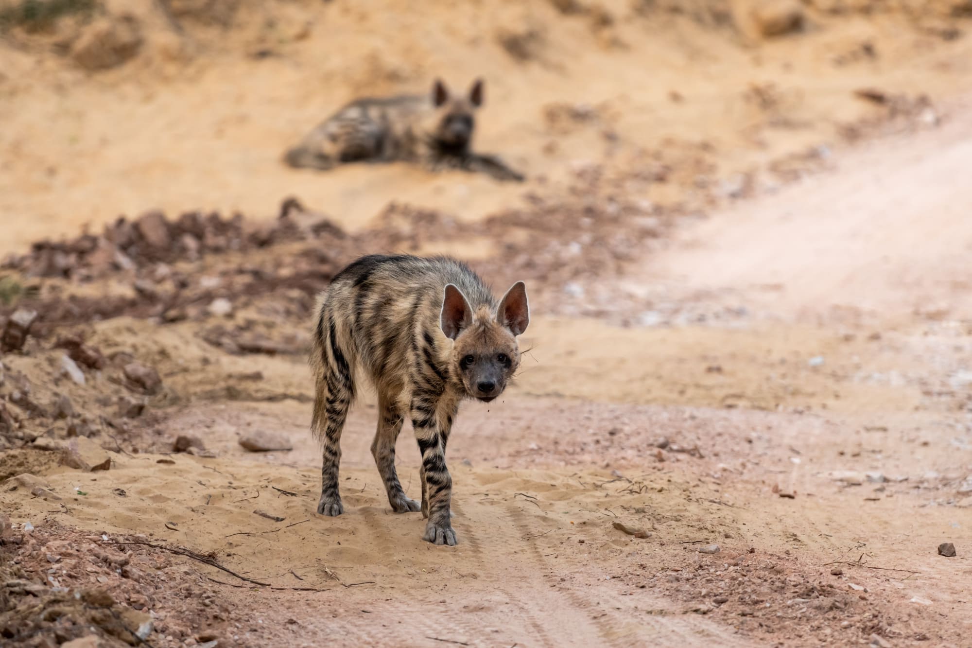 Auf den Spuren der Tiger ab Jaipur & Umgebung: Indien Ranthambore Nationlpark Hyäne