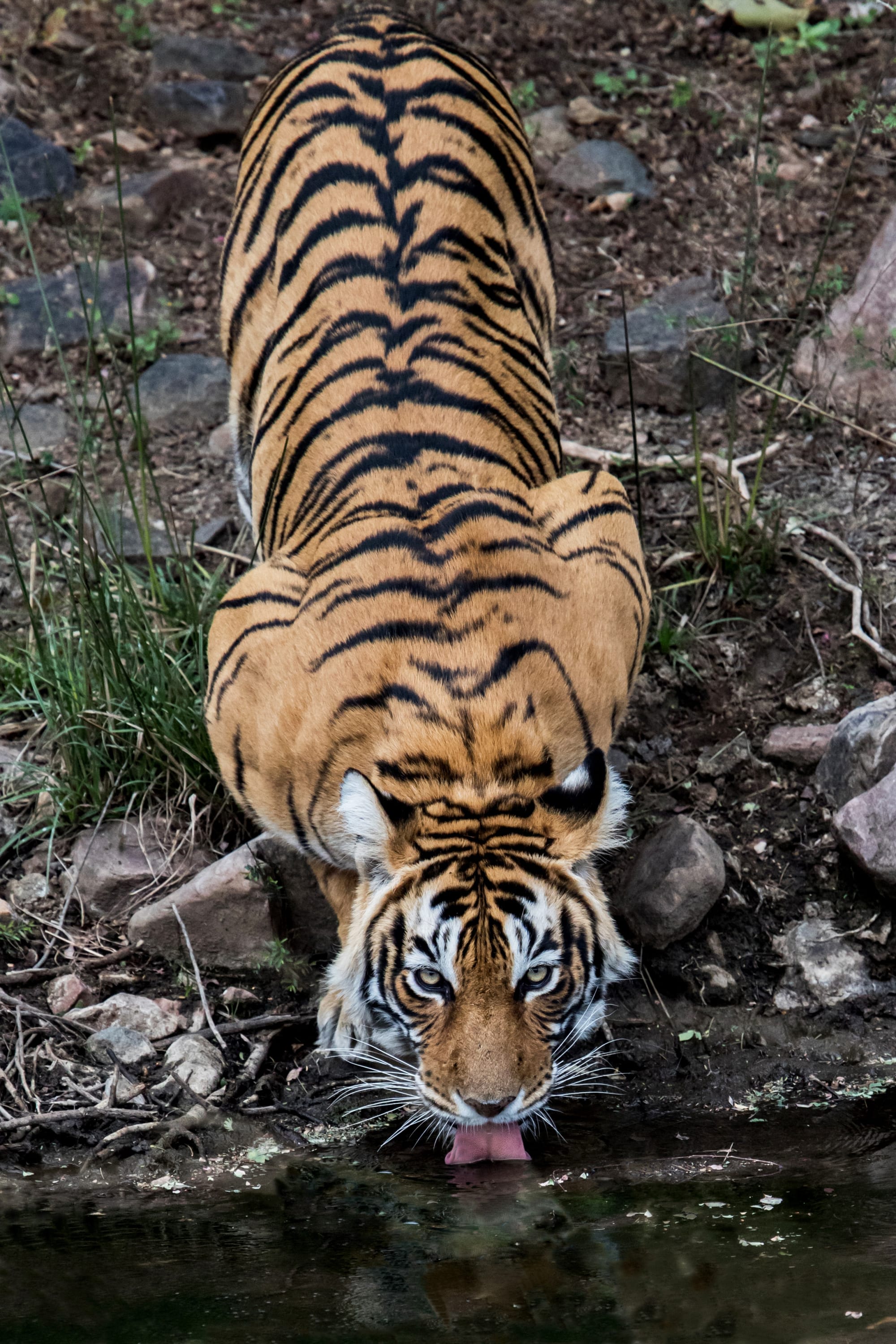 Auf den Spuren der Tiger ab Jaipur & Umgebung: Indien Ranthambore Nationalpark Tiger
