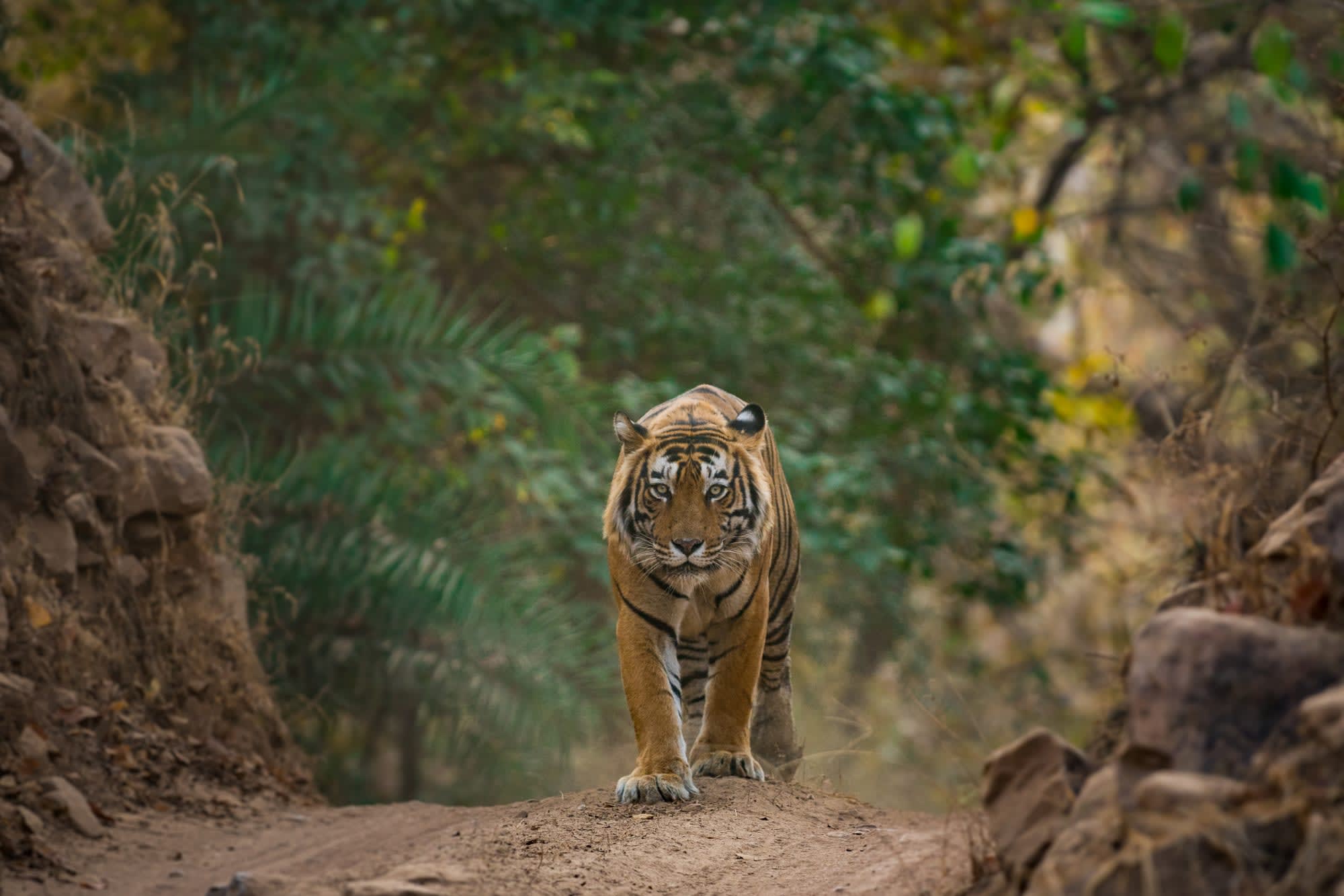 Auf den Spuren der Tiger ab Jaipur & Umgebung: Indien Ranthambore Nationalpark Tiger
