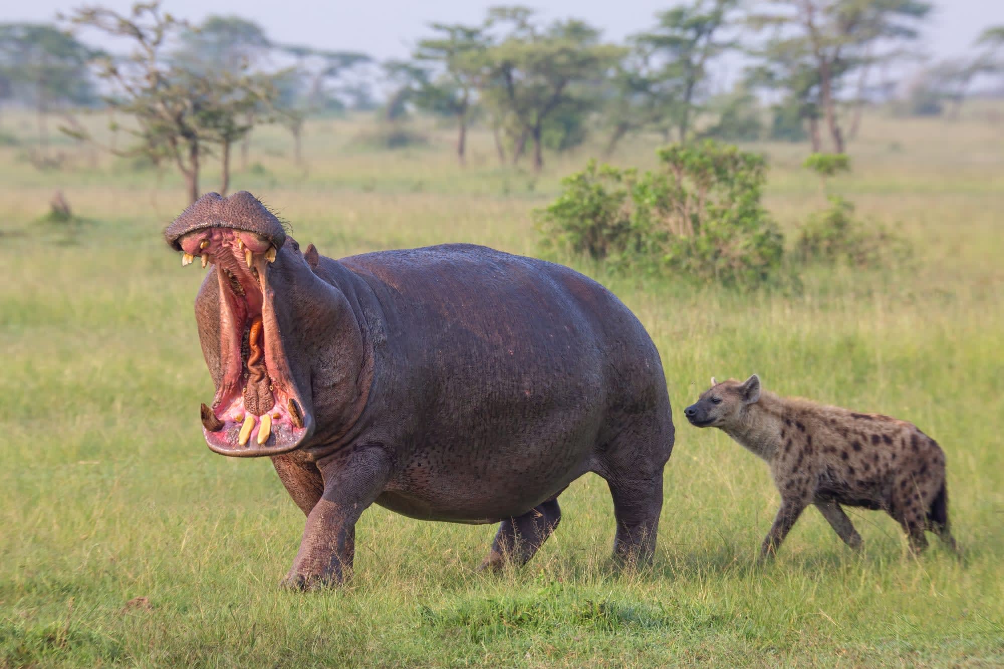 Höhepunkte Kenias ab Nairobi: Kenia Nilpferd mit Hyäne 
