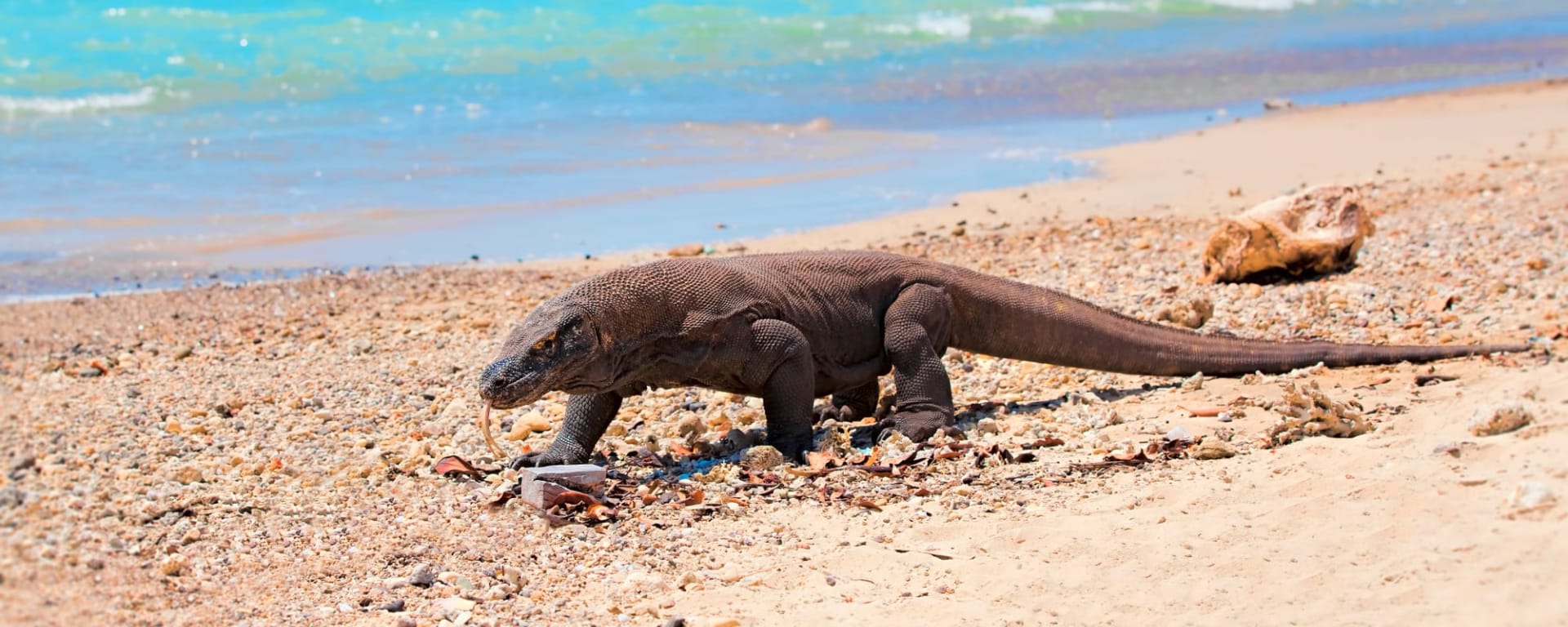 Inselparadies Komodo ab Labuan Bajo: Indonesien Komodowaran Strand
