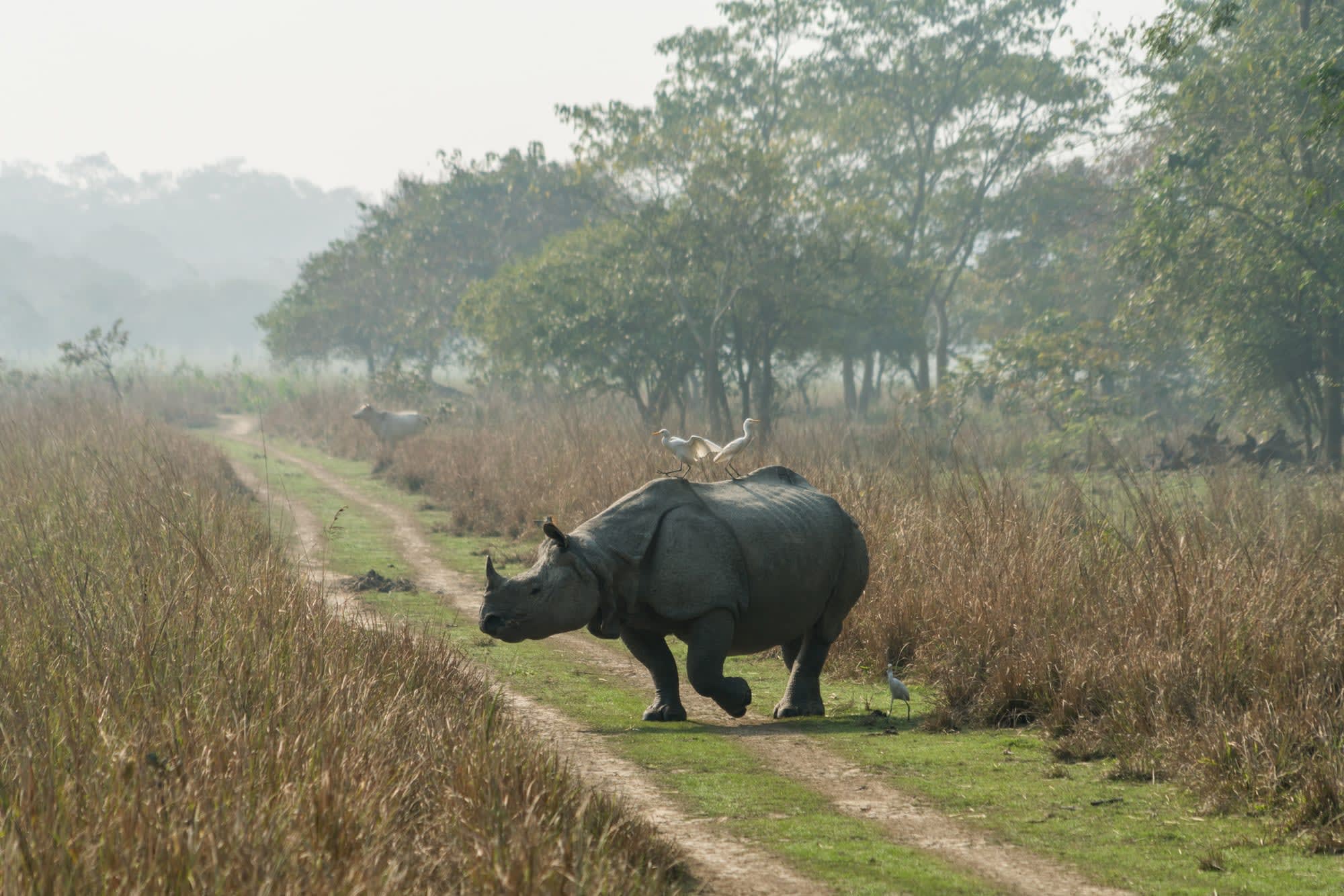 Magischer Brahmaputra ab Assam | Dibrugarh | Guwahati: Indien Nashorn