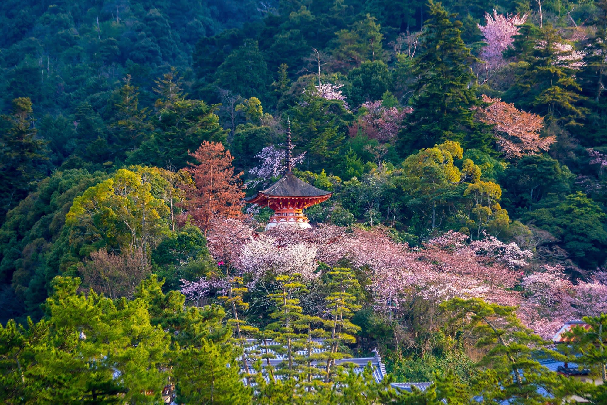 Bonsai - Japan zum Kennenlernen ohne Flug ab Kyoto: Japan Miyajima Itsukushima Schrein Sakura