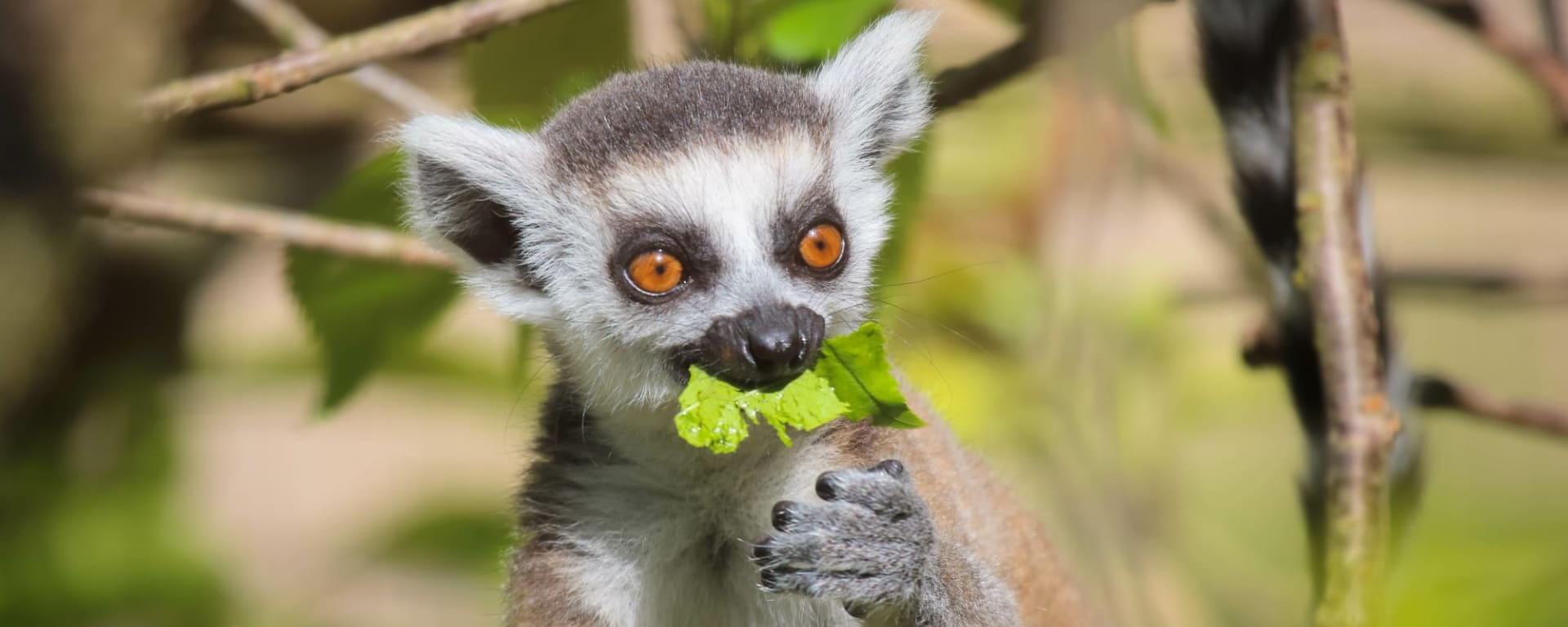 Morondava - Kleine & Große Tsingy ab Antananarivo: Madagaskar Lemur
