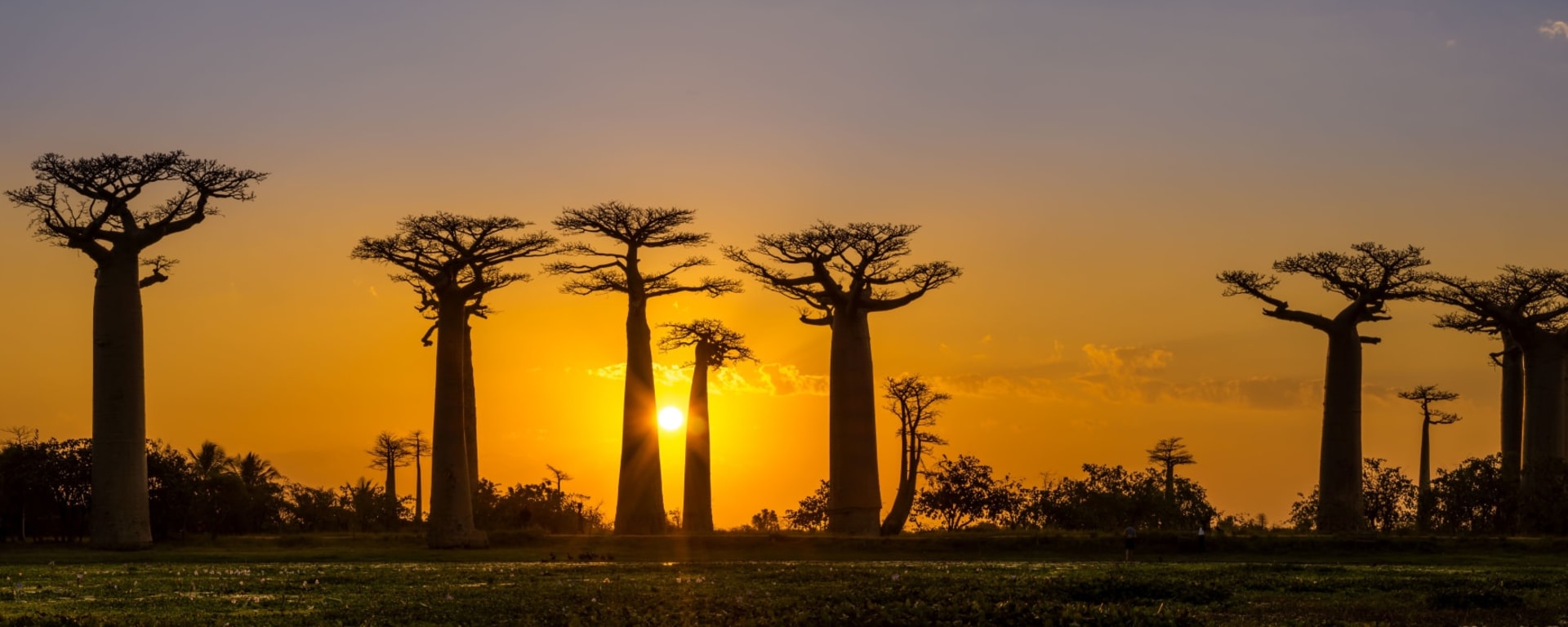 Morondava - Kleine & Große Tsingy ab Antananarivo: Madagaskar Baobab Bäume Sonnenuntergang