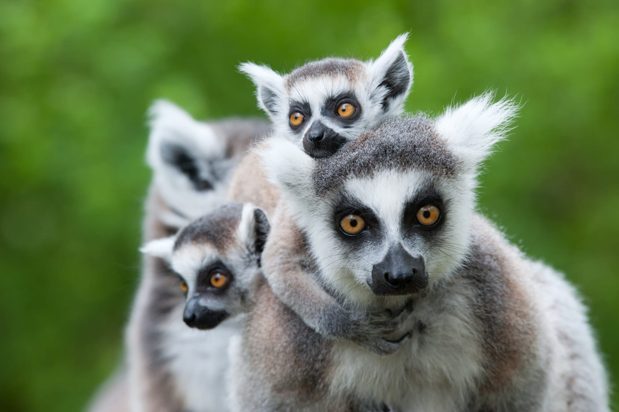 Morondava - Kleine & Große Tsingy ab Antananarivo: Madagaskar Lemuren 
