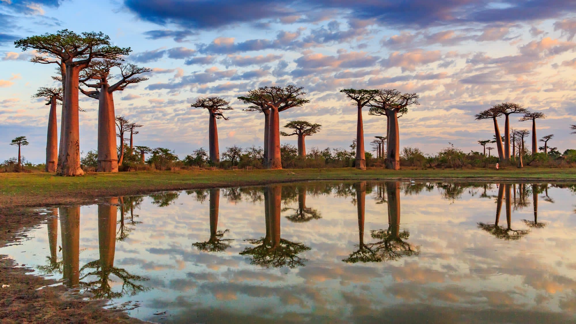 Morondava - Kleine & Große Tsingy ab Antananarivo: Madagaskar Baobab Bäume Sonnenuntergang