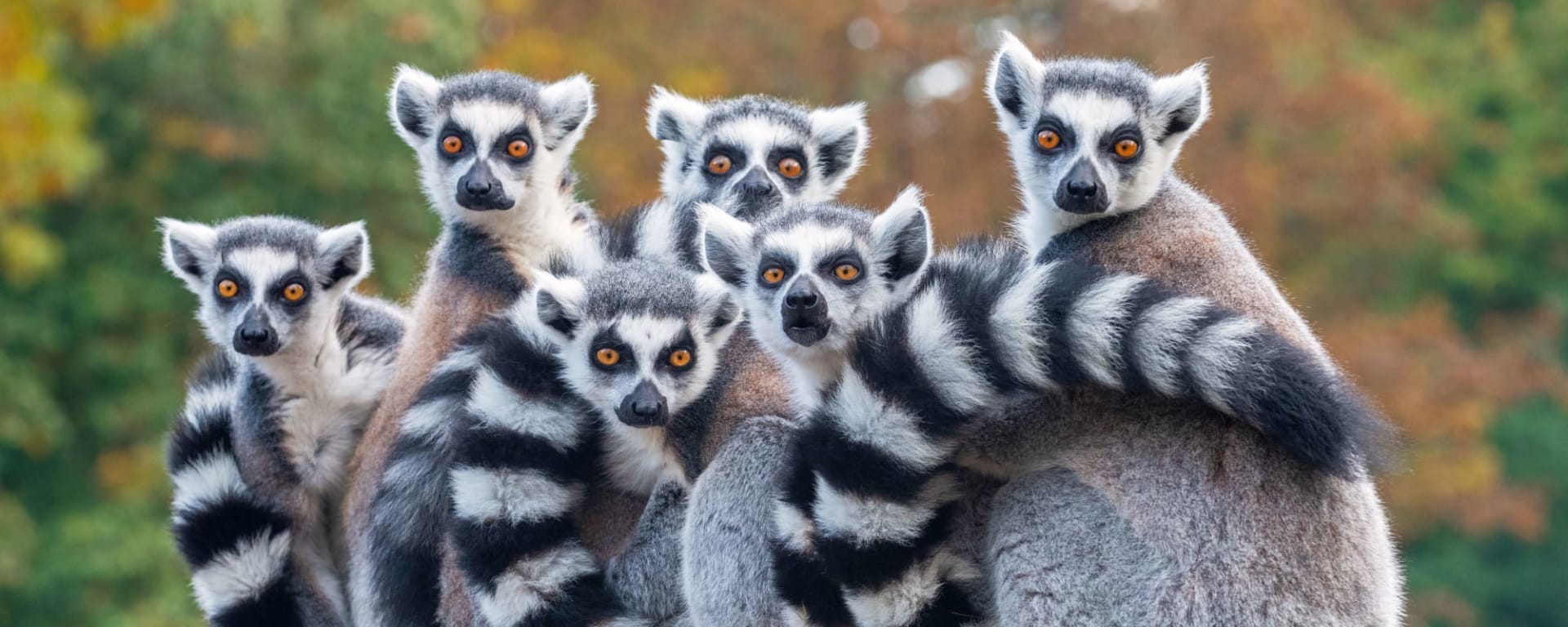 Diego Suarez & Nosy Be ab Antananarivo: Madagaskar Gruppenbild-Lemuren