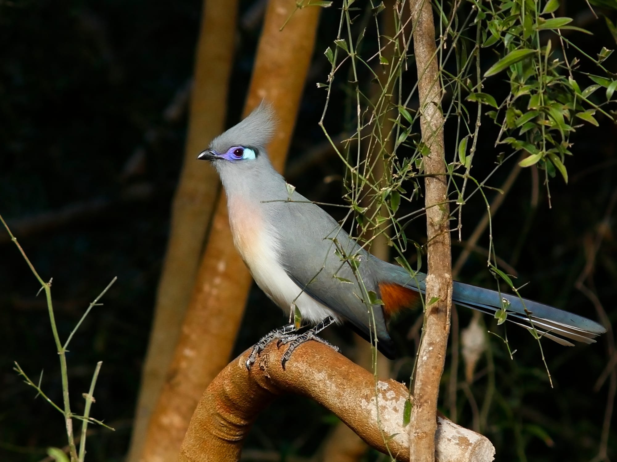 Diego Suarez & Nosy Be ab Antananarivo: Madagaskar Nationalpark Vogel
