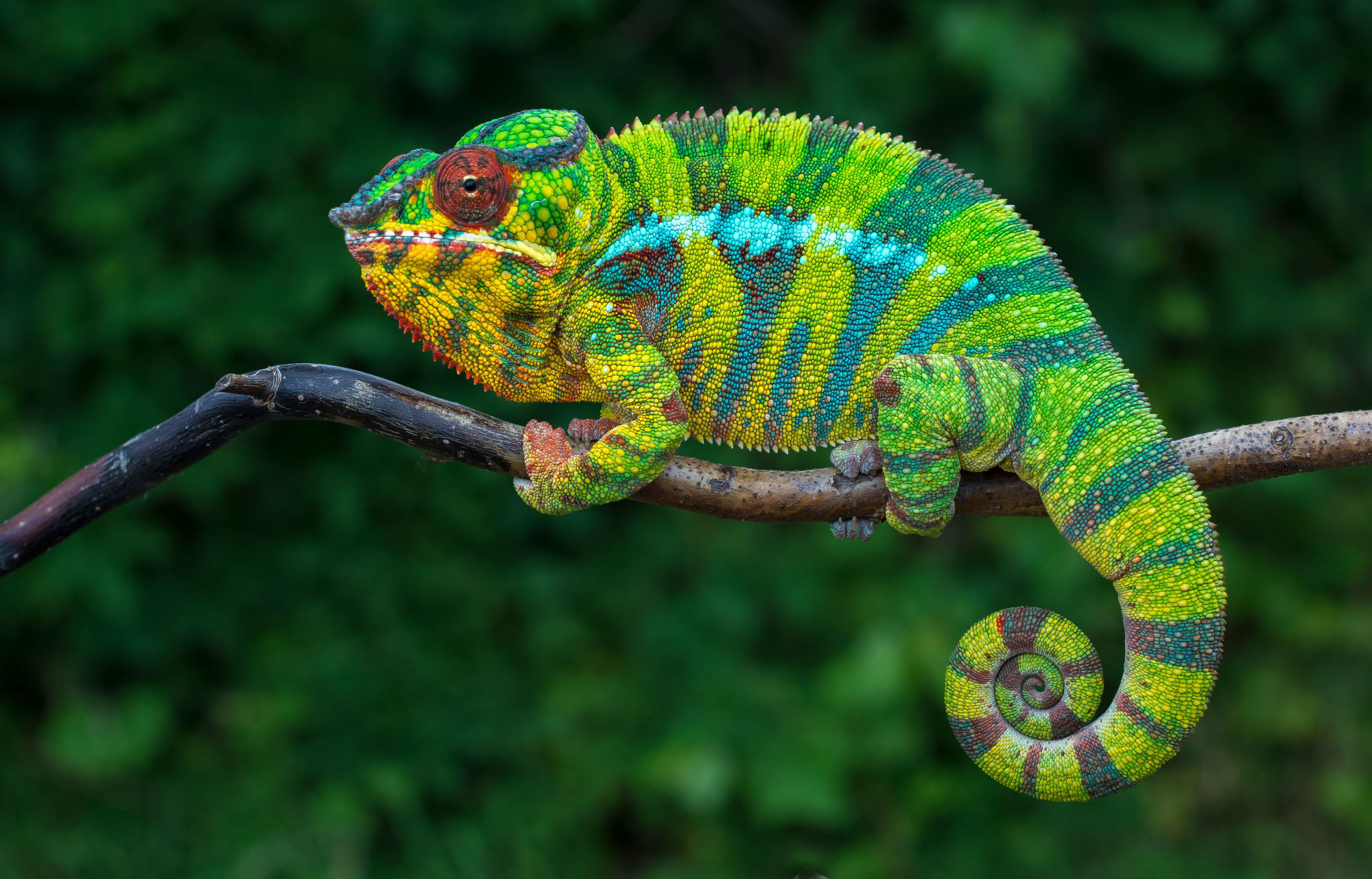 Diego Suarez & Nosy Be ab Antananarivo: Madagaskar Chameleon