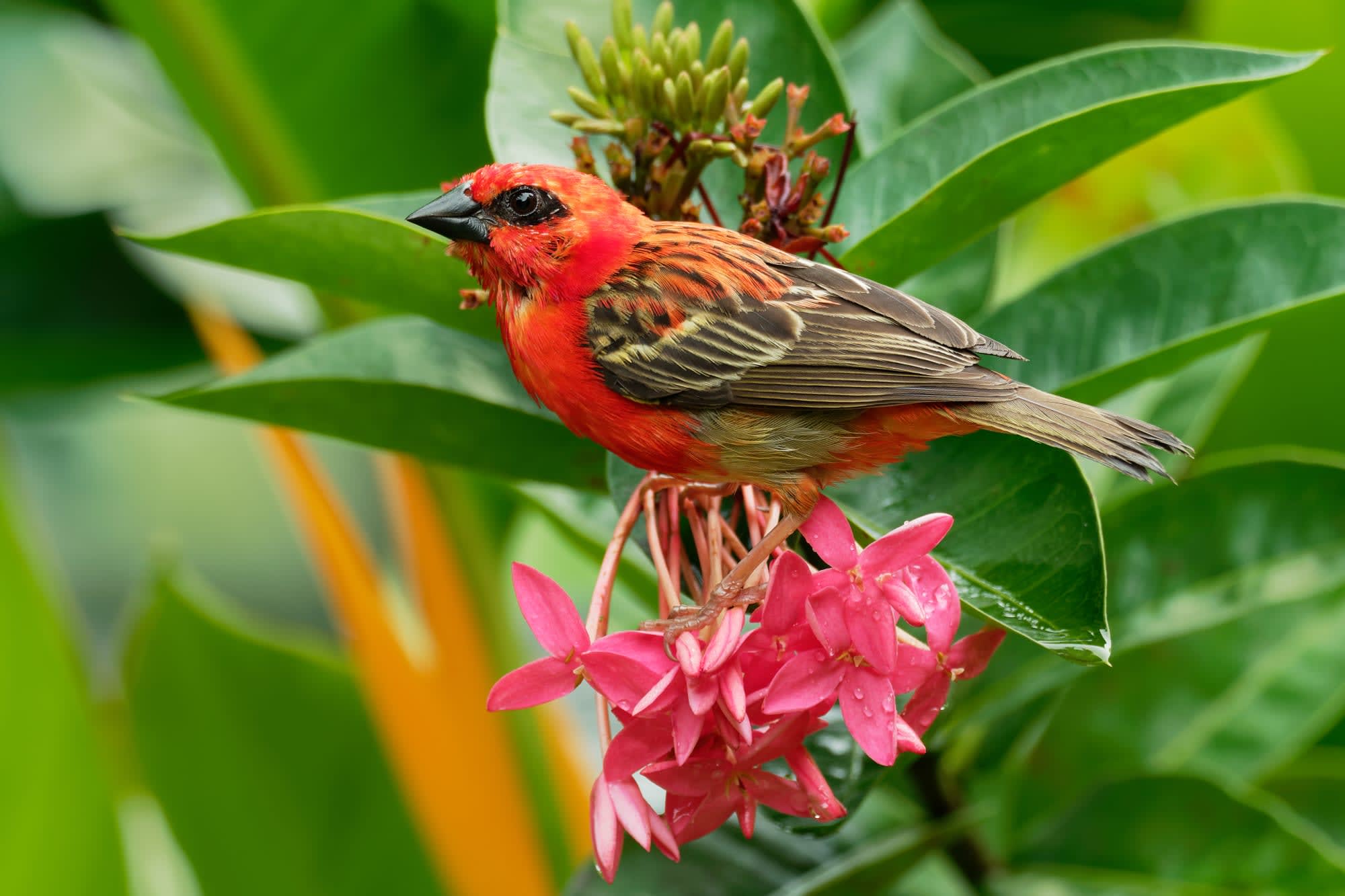 Diego Suarez & Nosy Be ab Antananarivo: Madagaskar Vogel