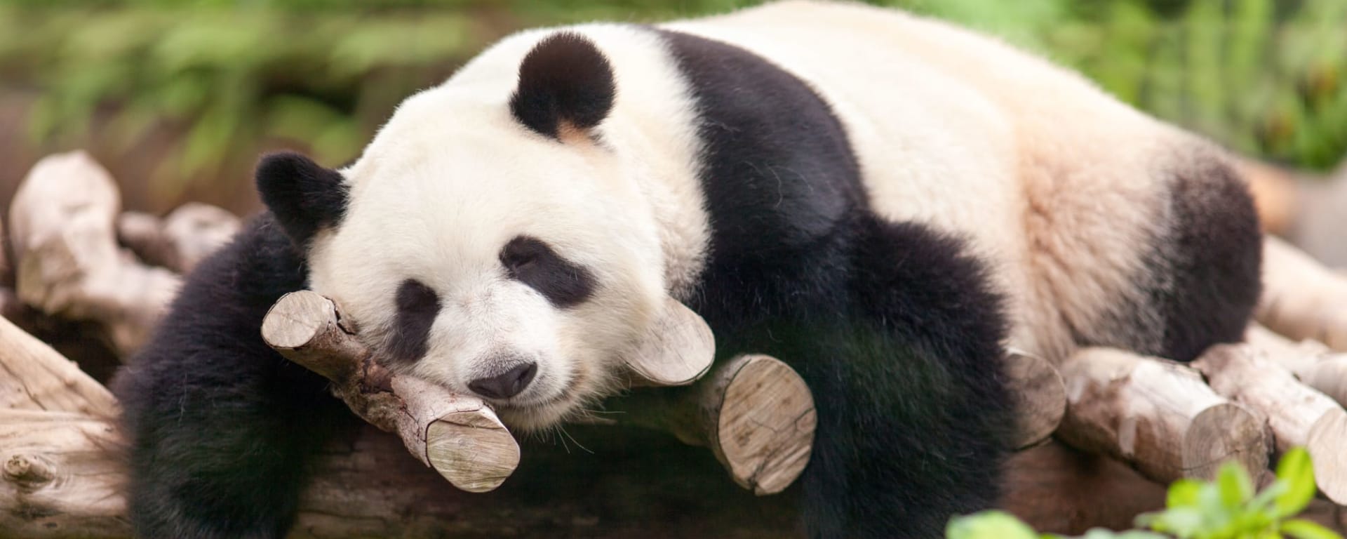 Von Chongqing nach Chengdu: China Chengdu Panda