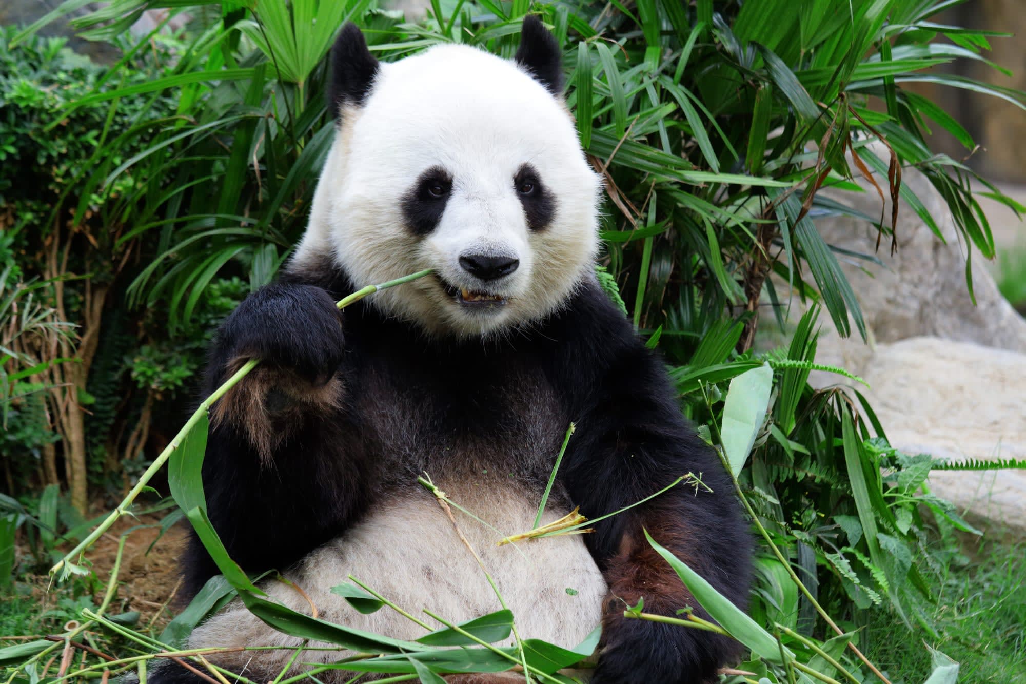 Von Chongqing nach Chengdu: China Chengdu Panda
