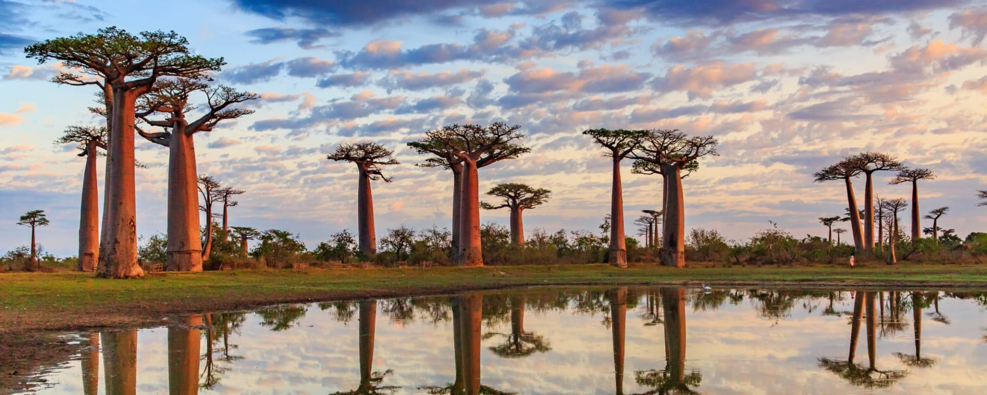 Höhepunkte Madagaskars ab Antananarivo: Madagaskar Baobab Bäume Sonnenuntergang