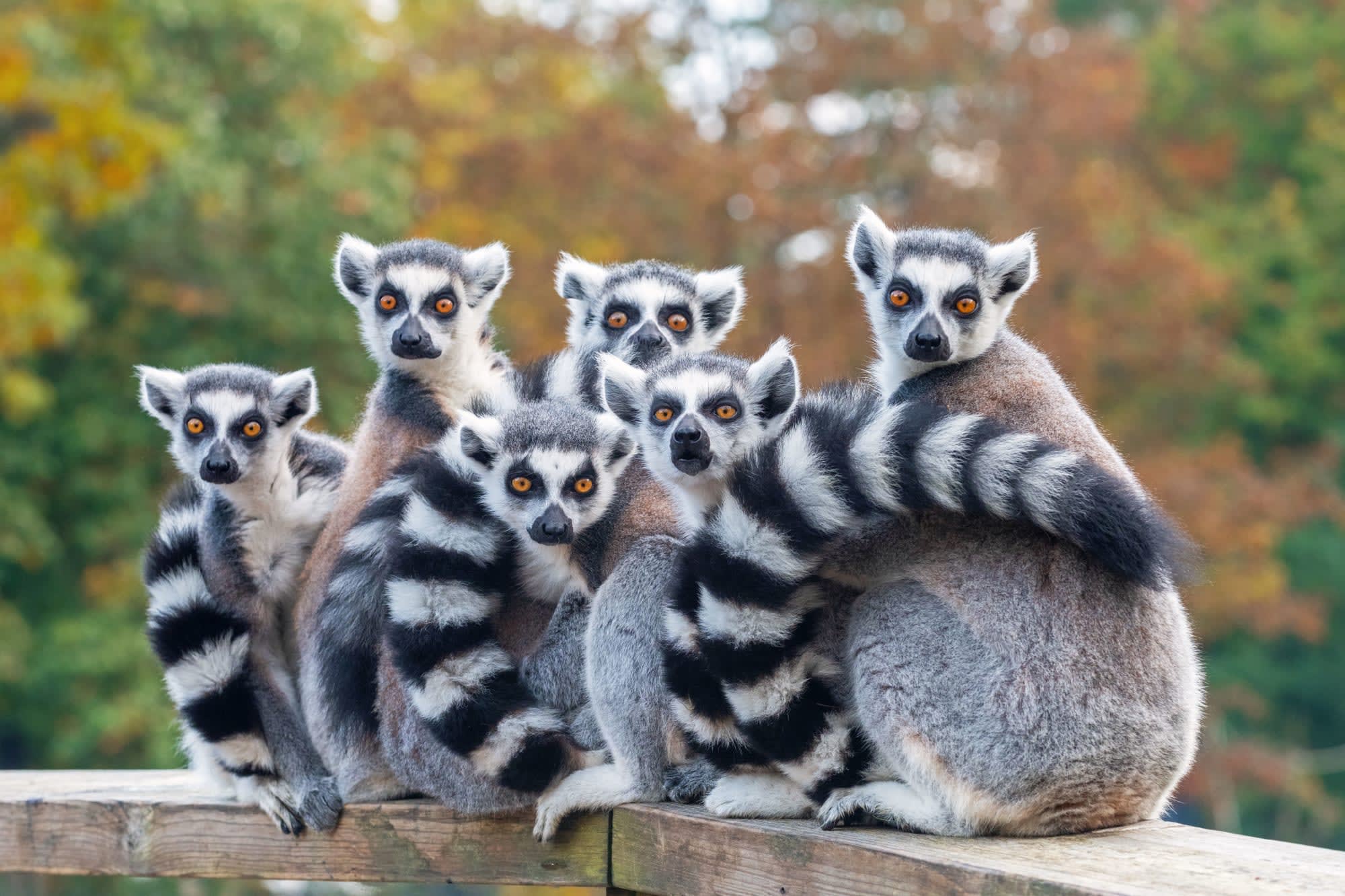 Höhepunkte Madagaskars ab Antananarivo: Madagaskar Gruppenbild-Lemuren