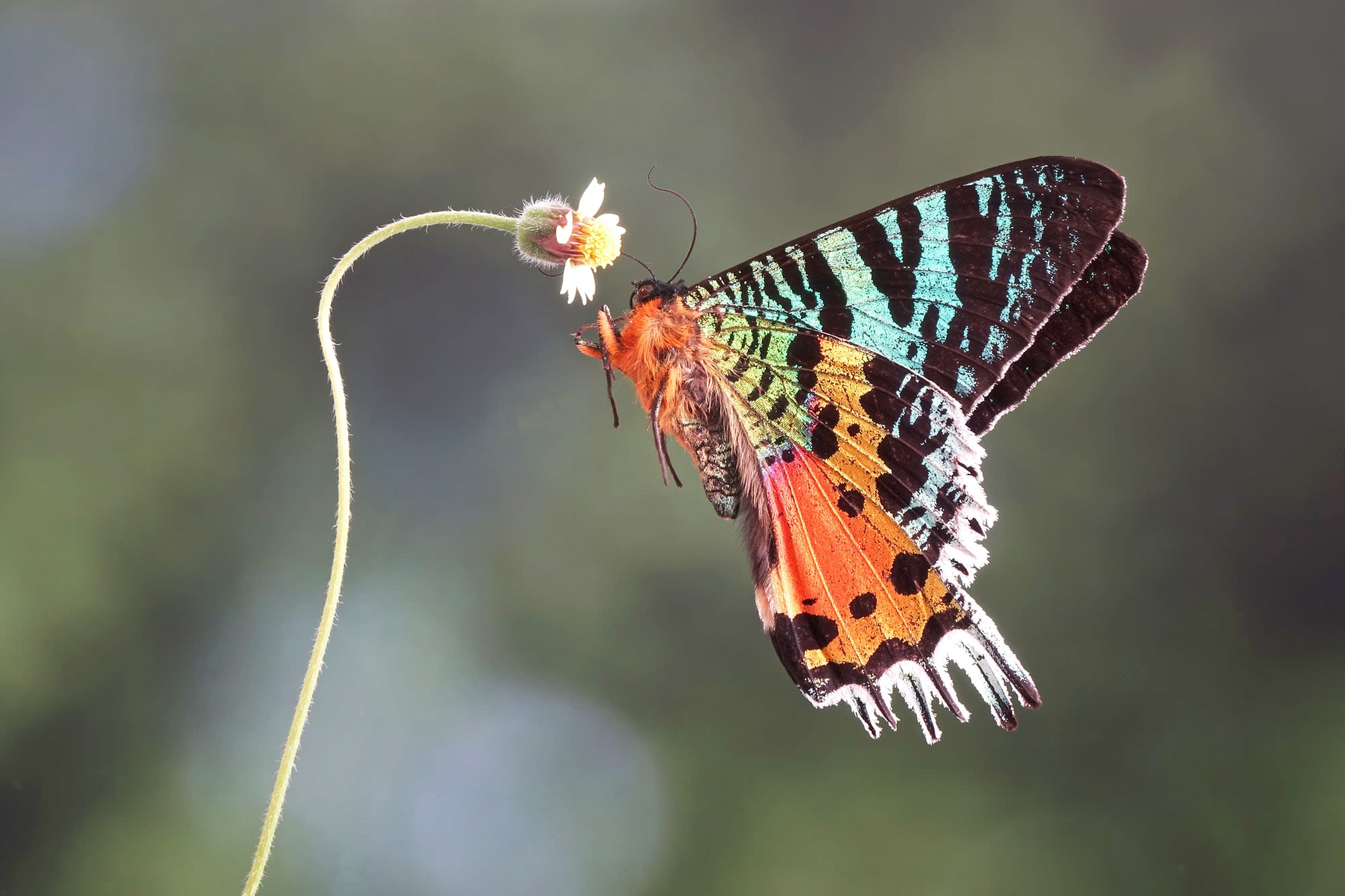 Höhepunkte Madagaskars ab Antananarivo: Madagaskar Schmetterling